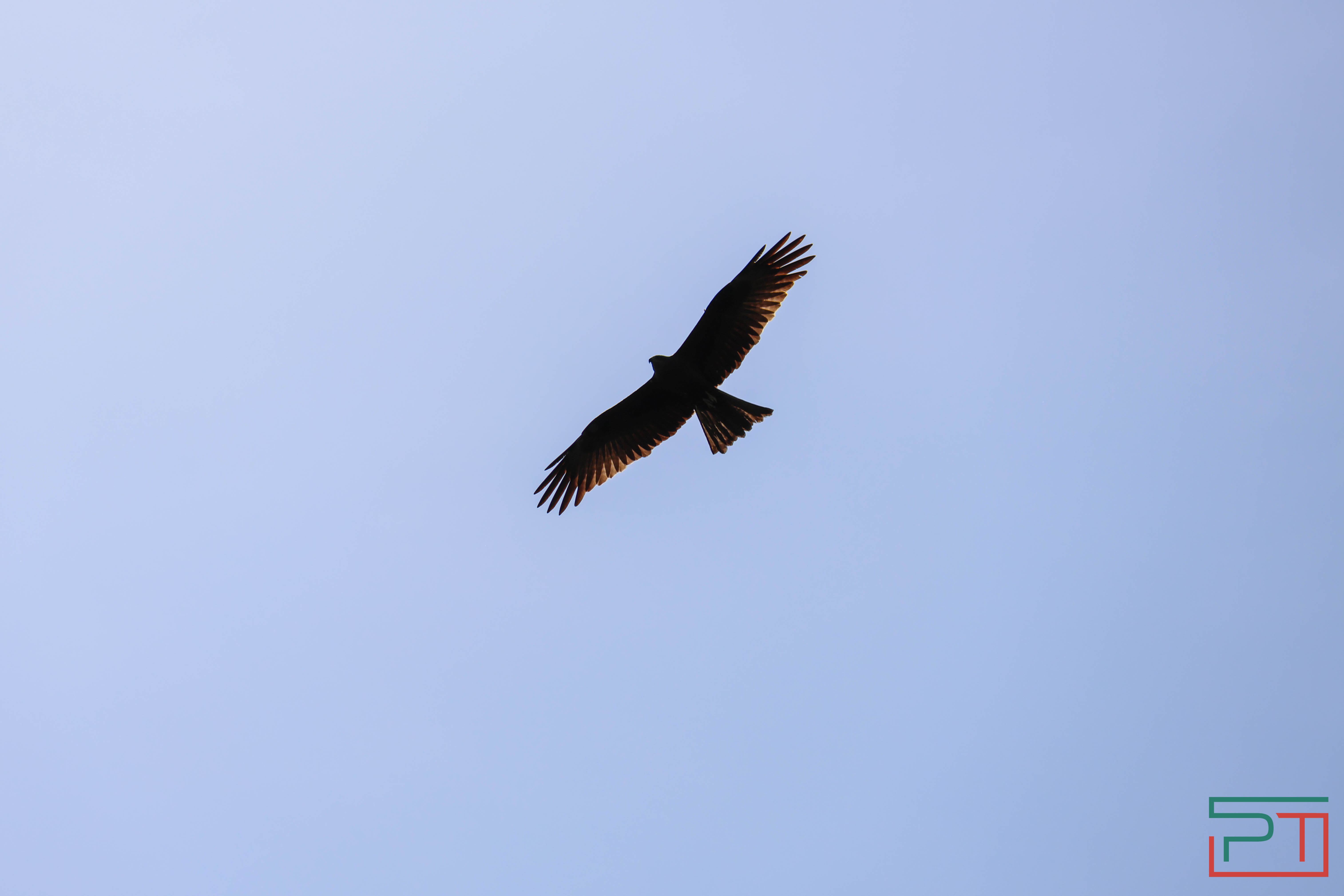 В Камском Устье создали первый центр по реинтродукции соколов-балобанов