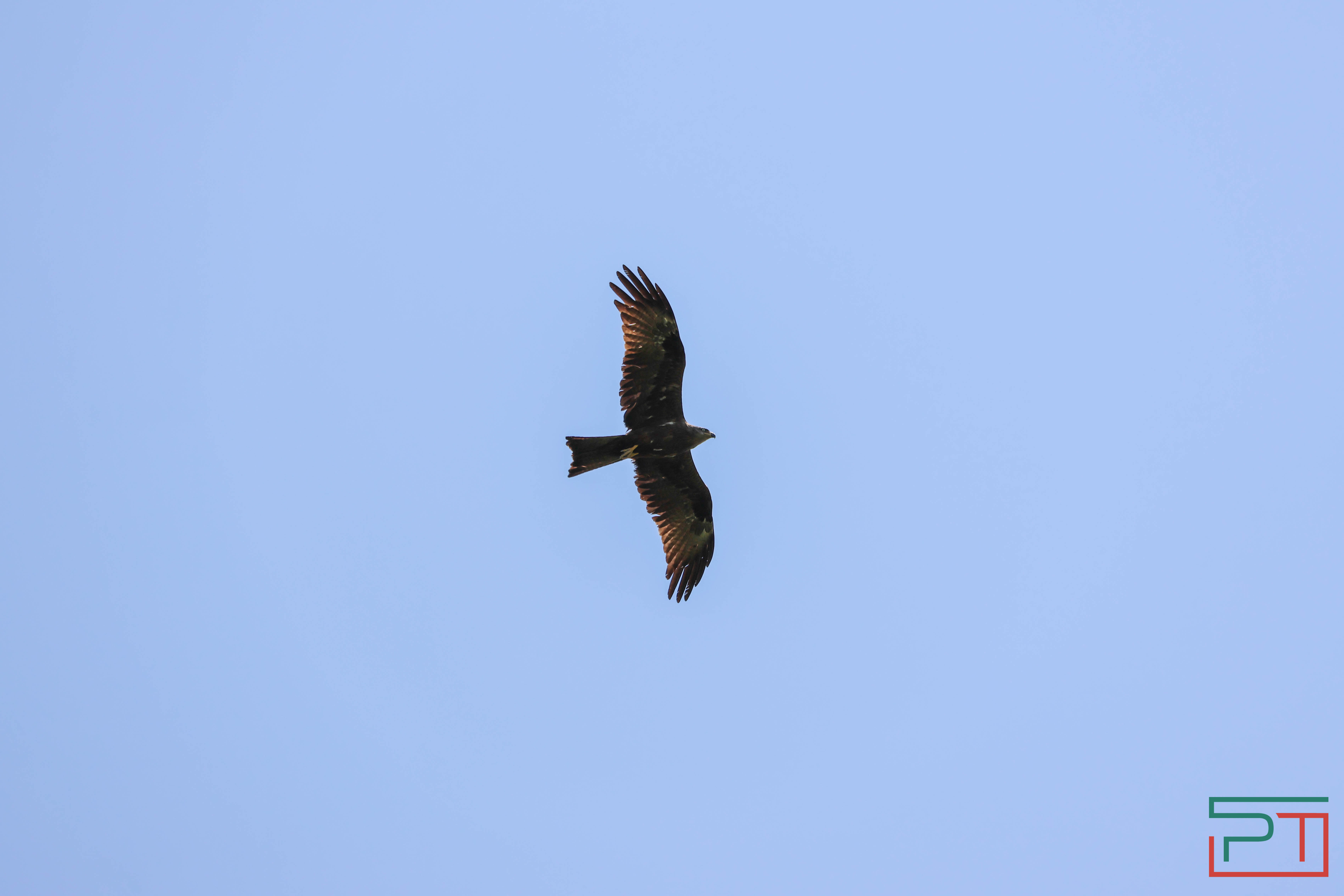 В Камском Устье создали первый центр по реинтродукции соколов-балобанов