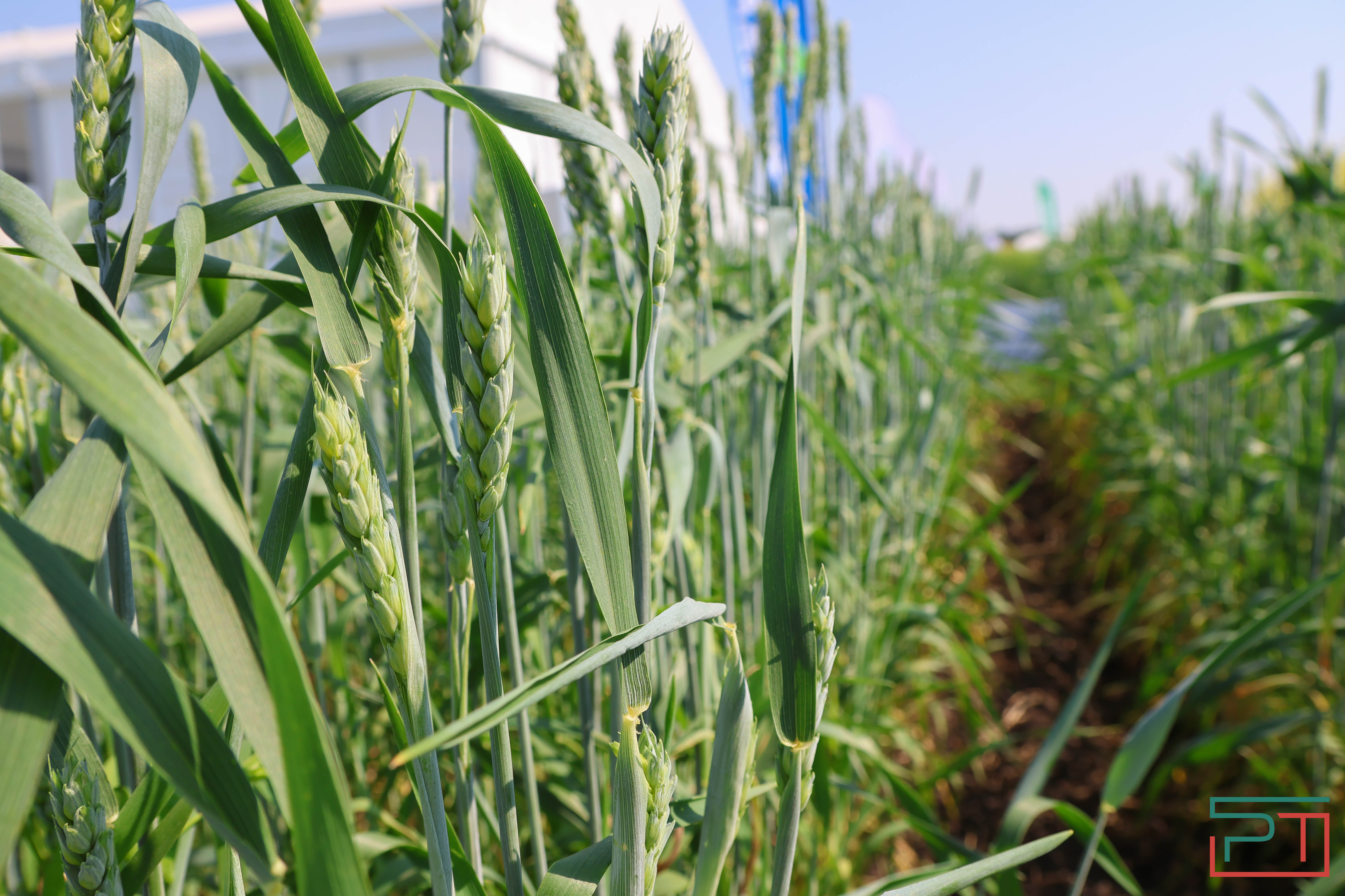 Агропромышленная выставка "АГРОВОЛГА-2024" проходит в Казани