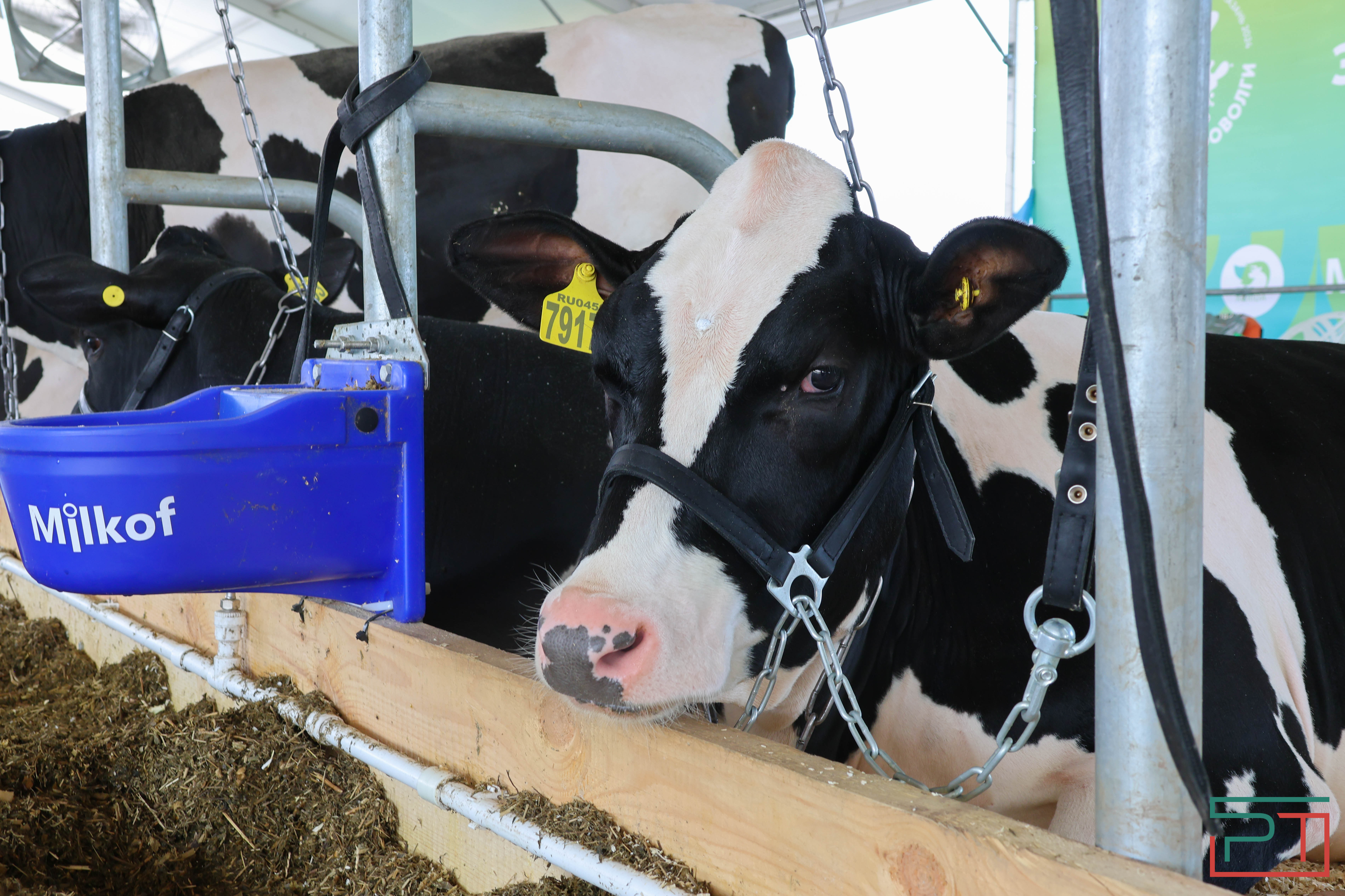 Агропромышленная выставка "АГРОВОЛГА-2024" проходит в Казани