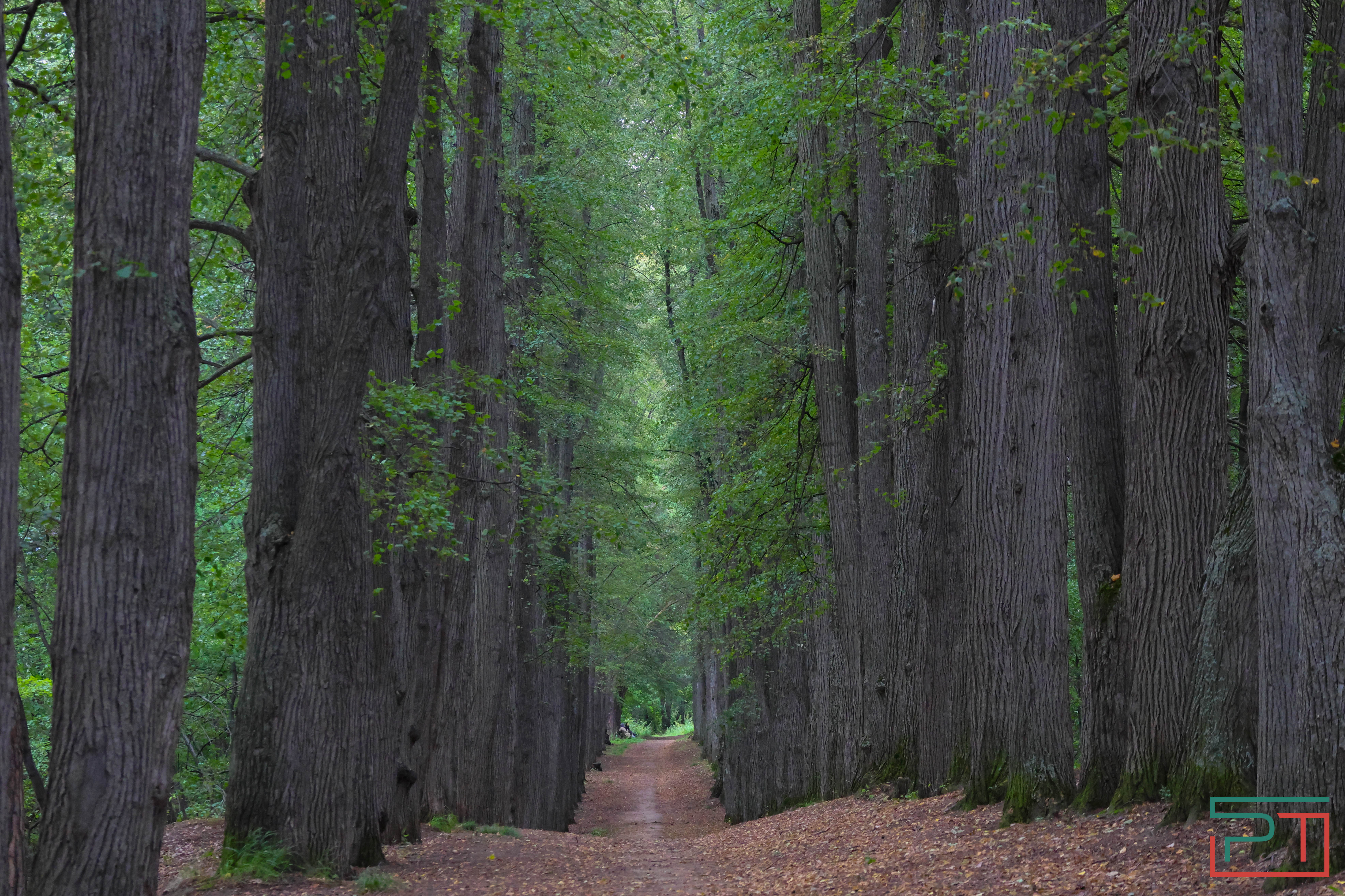 Яблочный спас в селе Красновидово