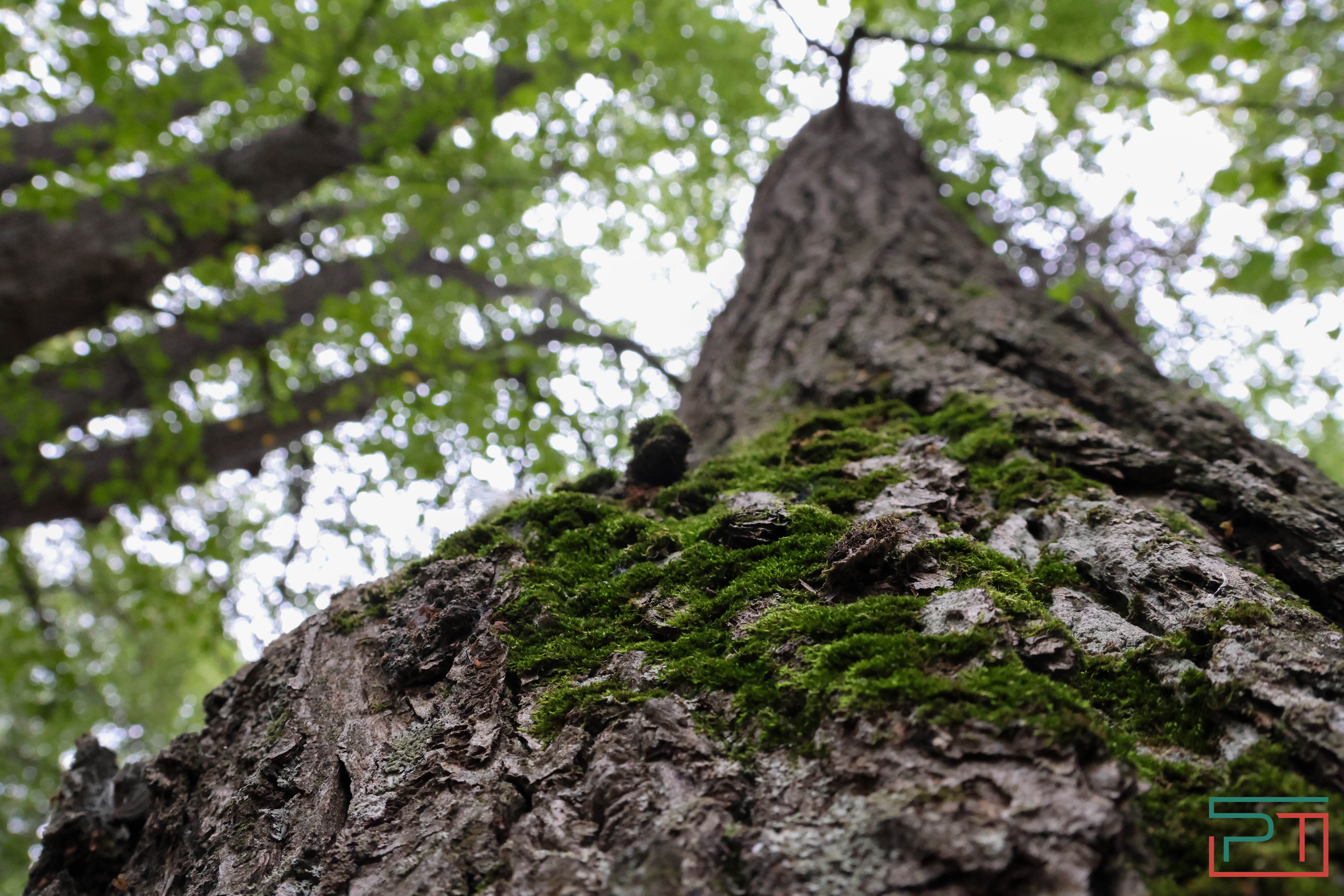 Яблочный спас в селе Красновидово