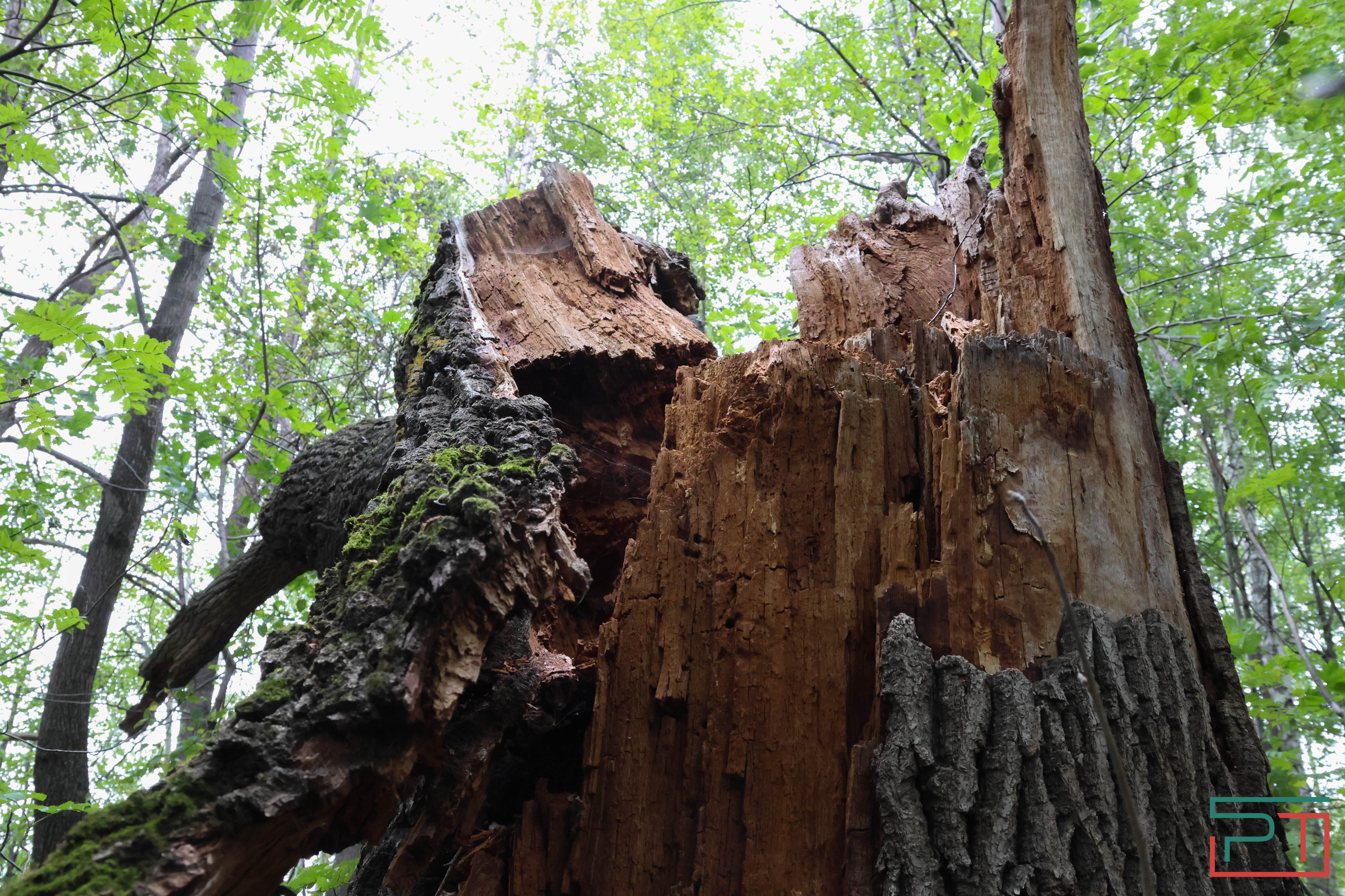 Яблочный спас в селе Красновидово