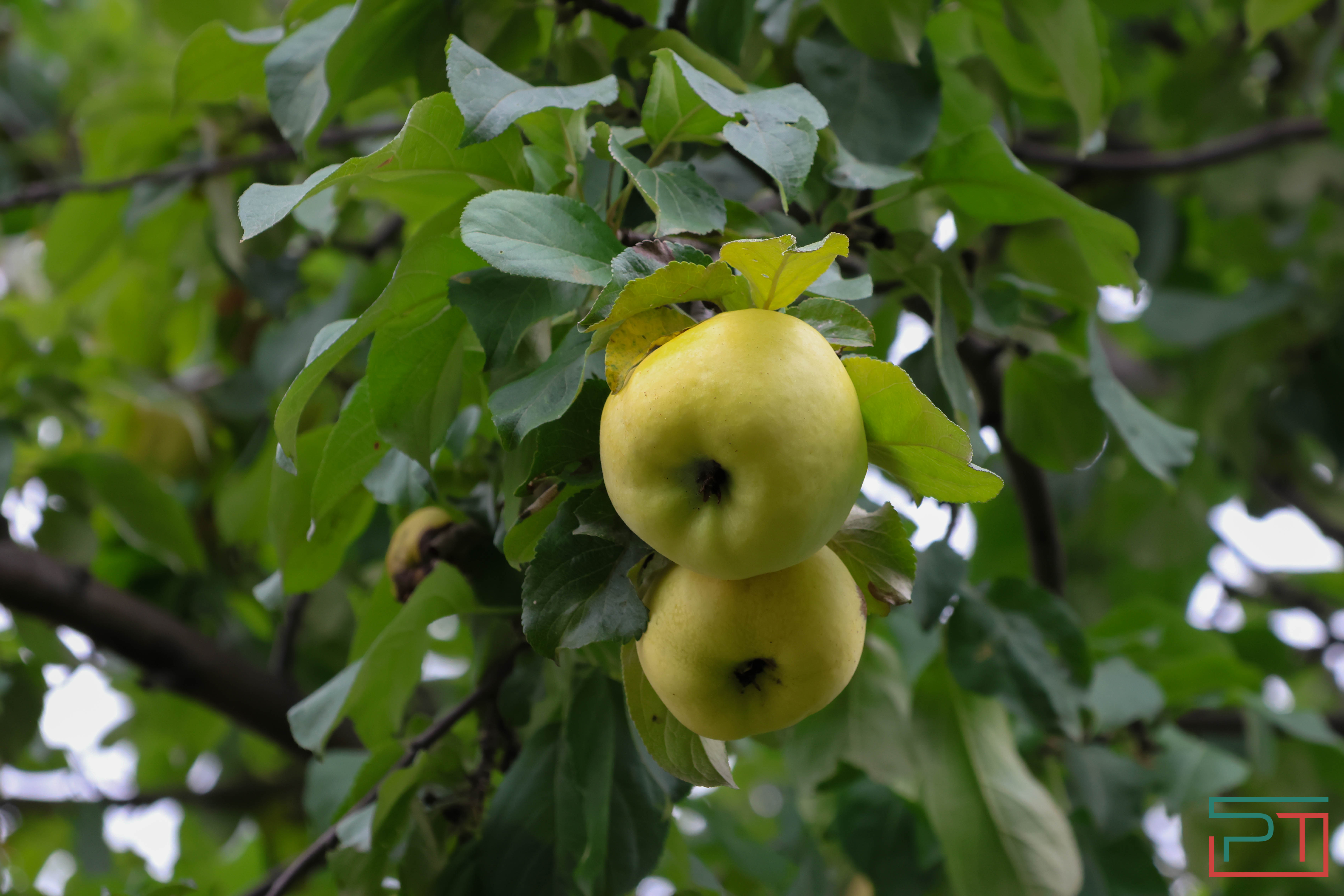 Яблочный спас в селе Красновидово