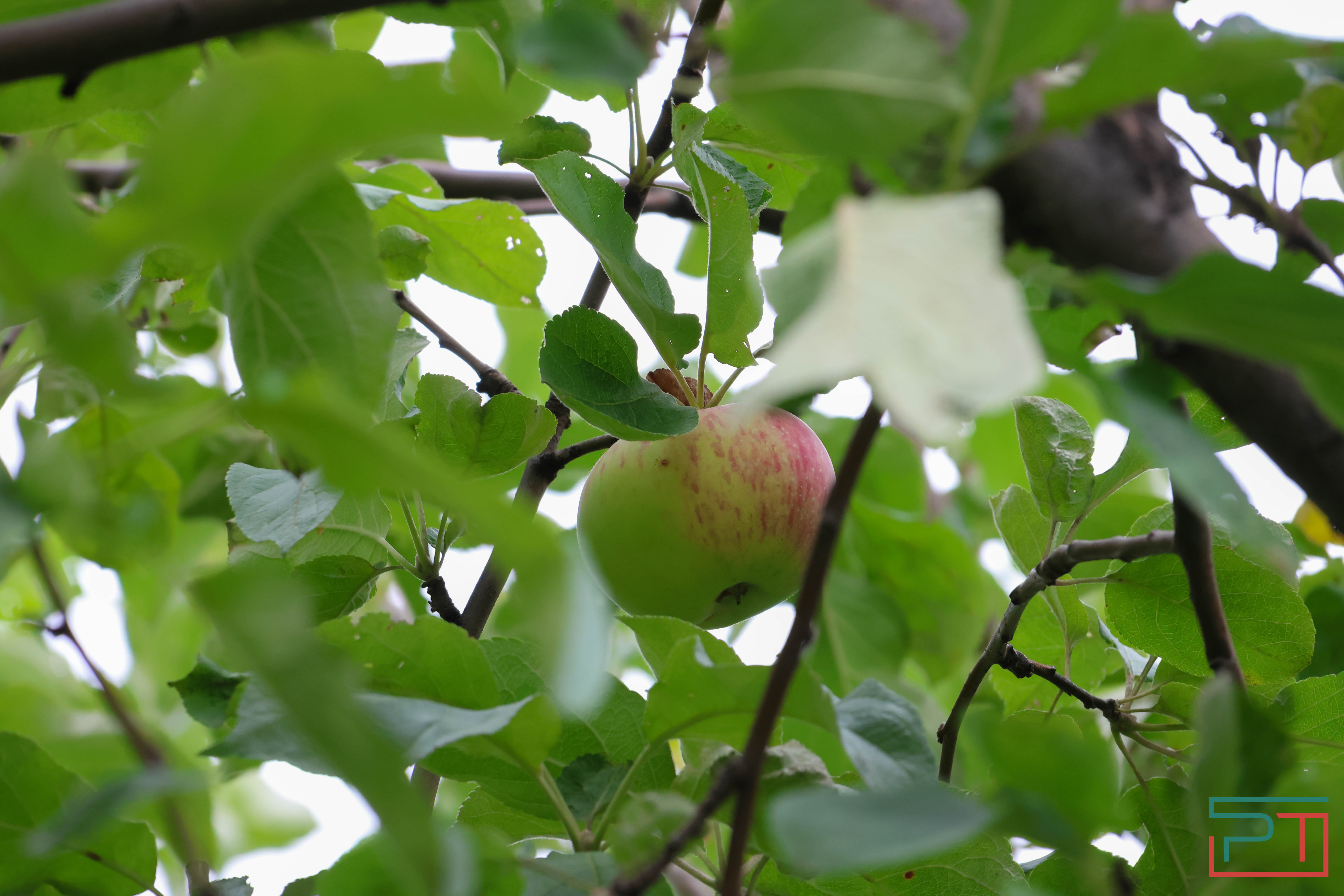 Яблочный спас в селе Красновидово