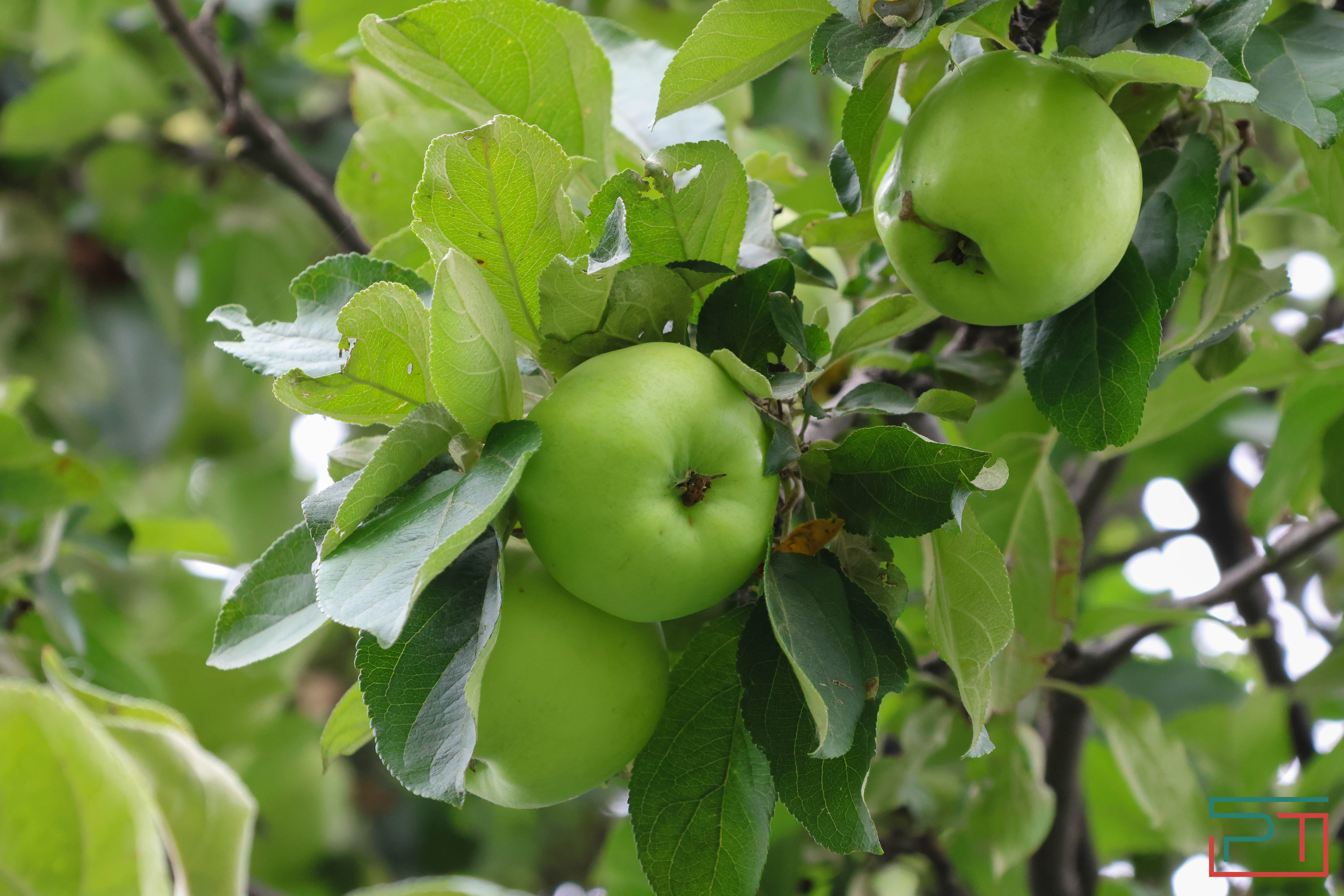 Яблочный спас в селе Красновидово