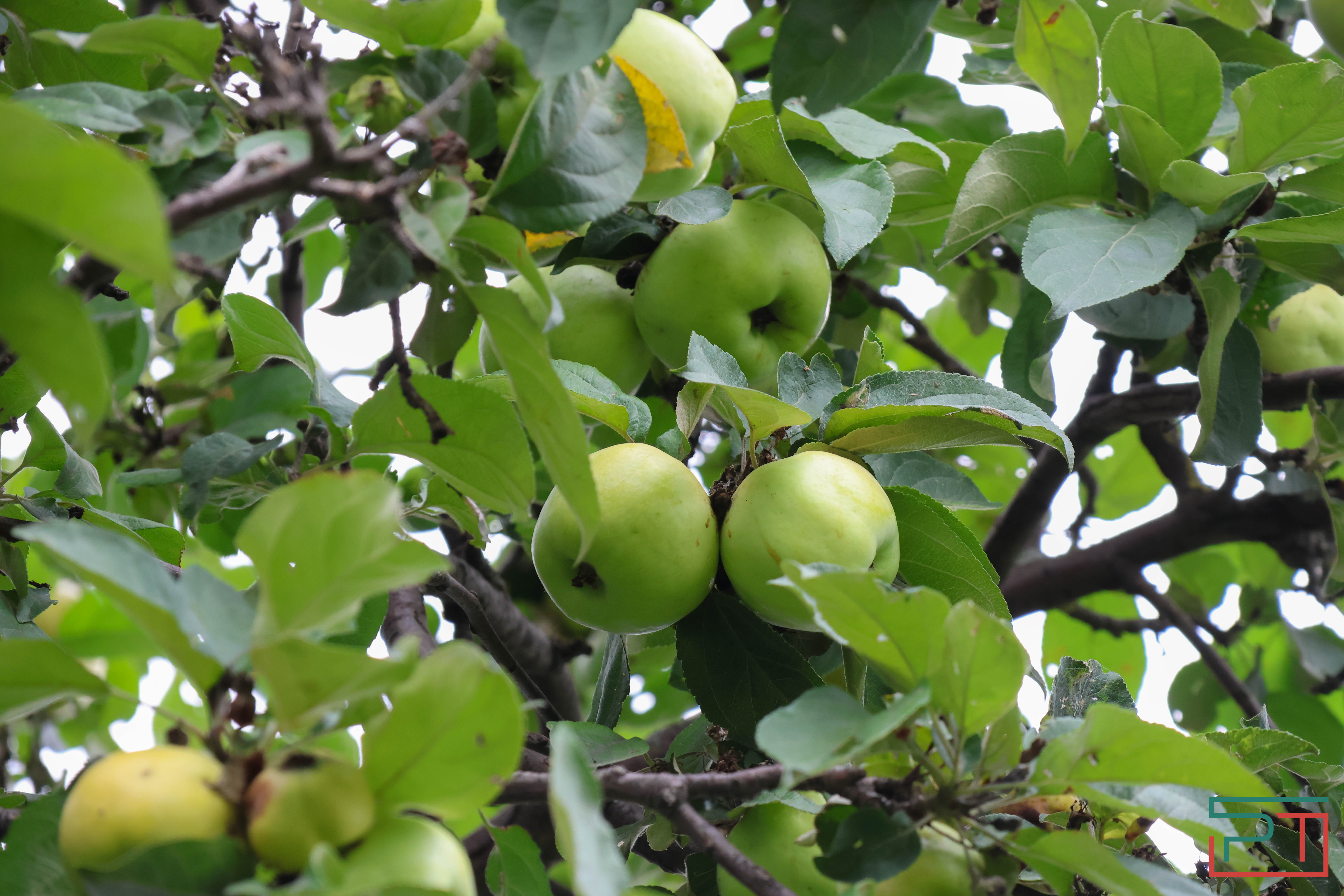 Яблочный спас в селе Красновидово