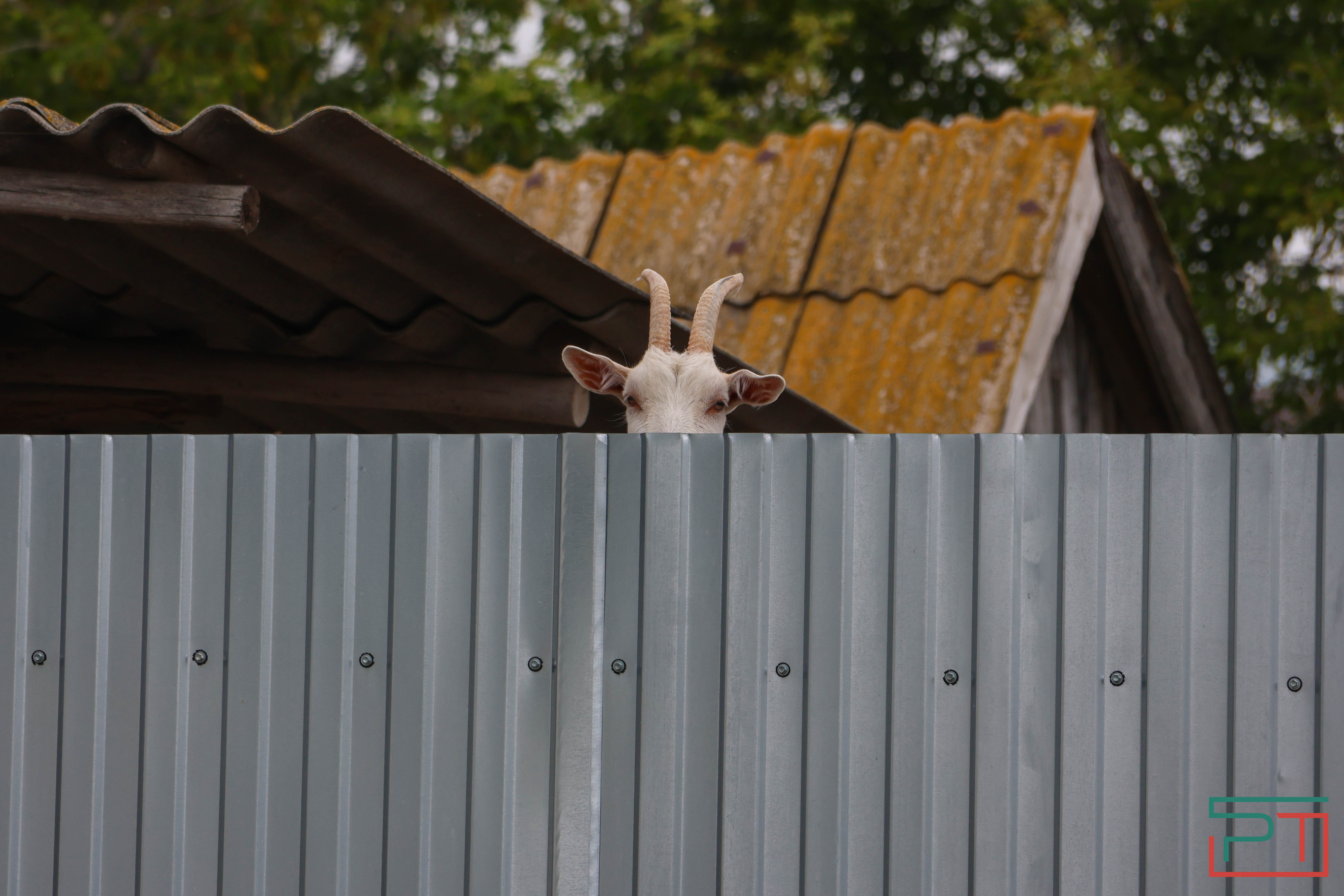 Яблочный спас в селе Красновидово