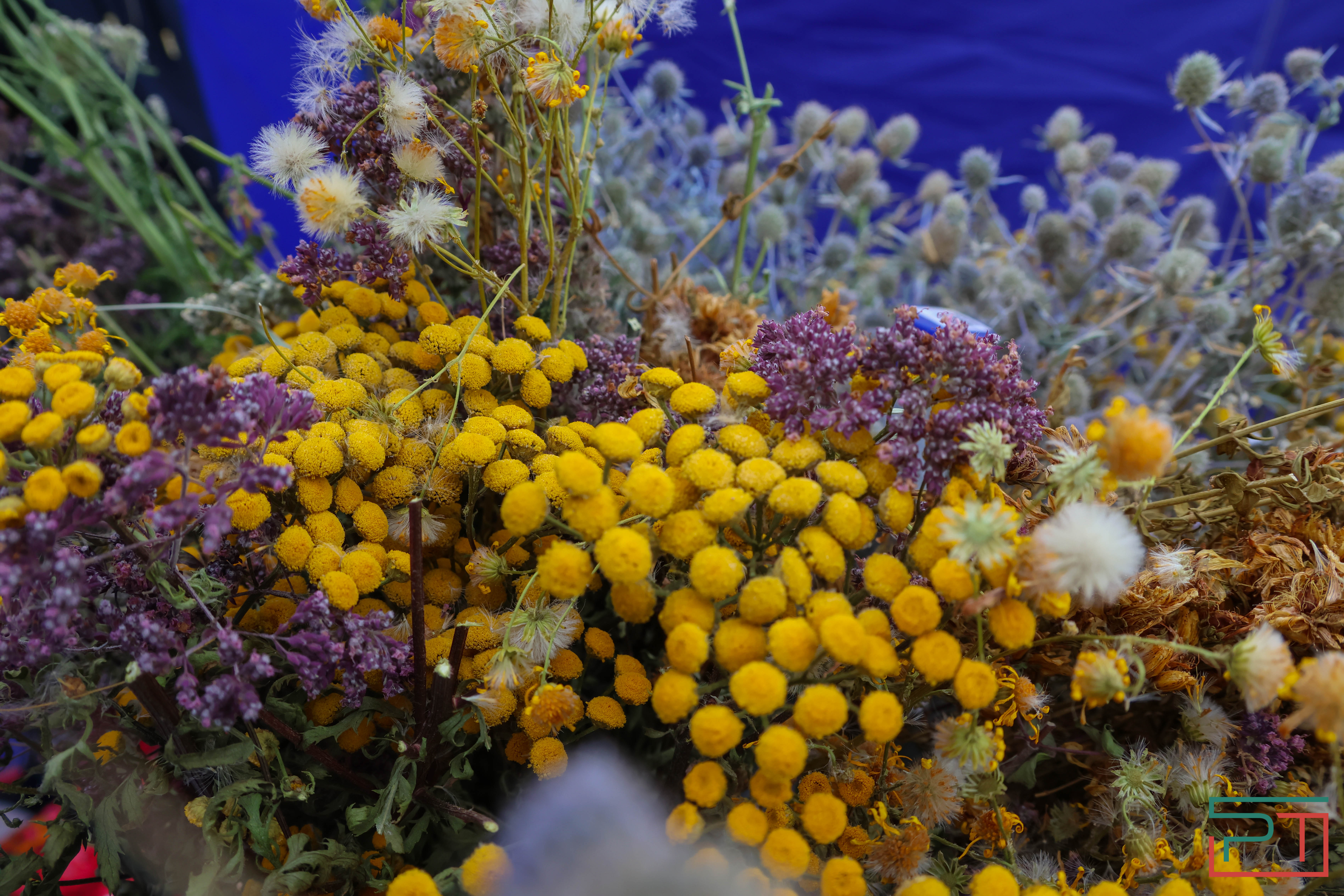 Яблочный спас в селе Красновидово