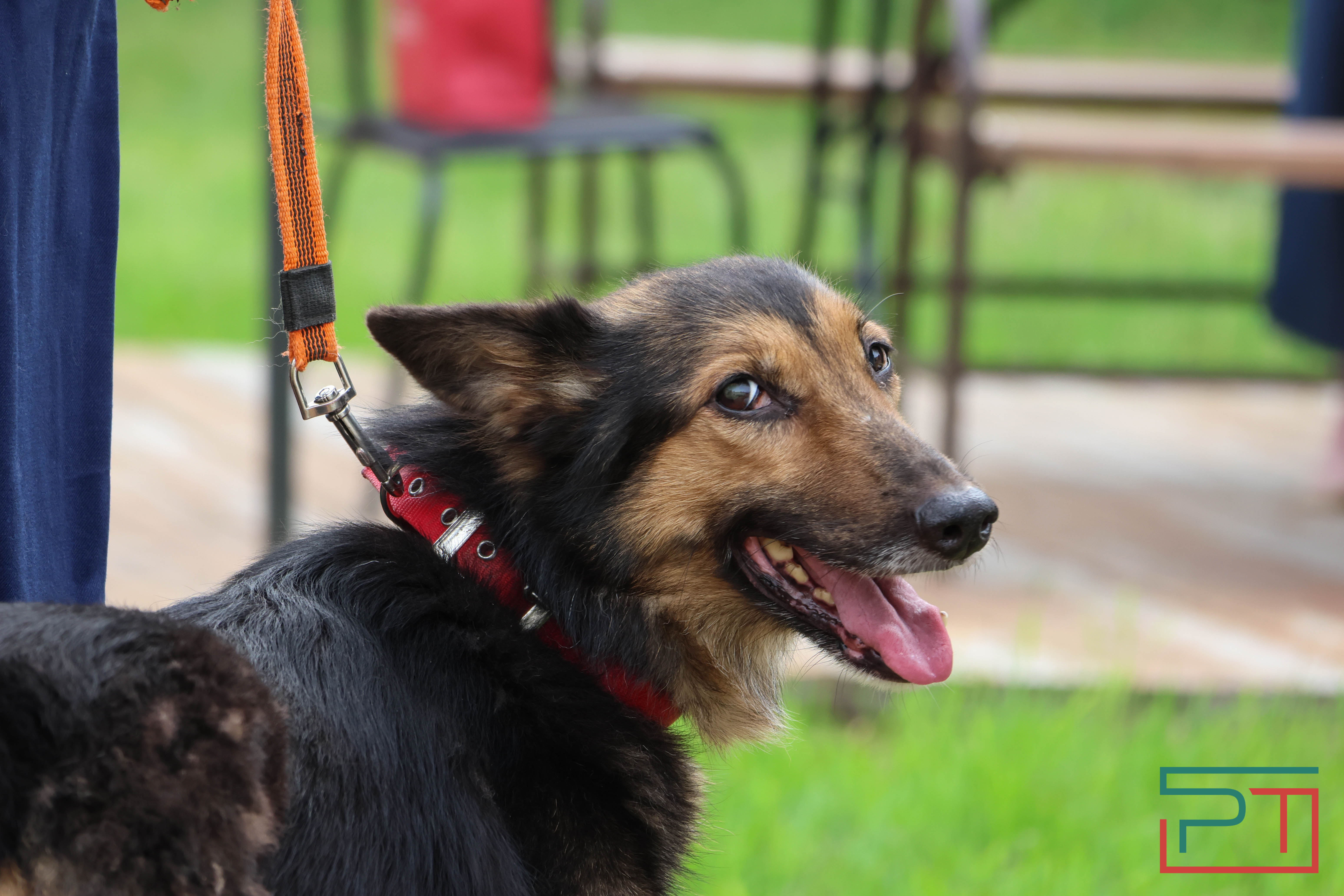 День фронтовой собаки в Нацмузее РТ