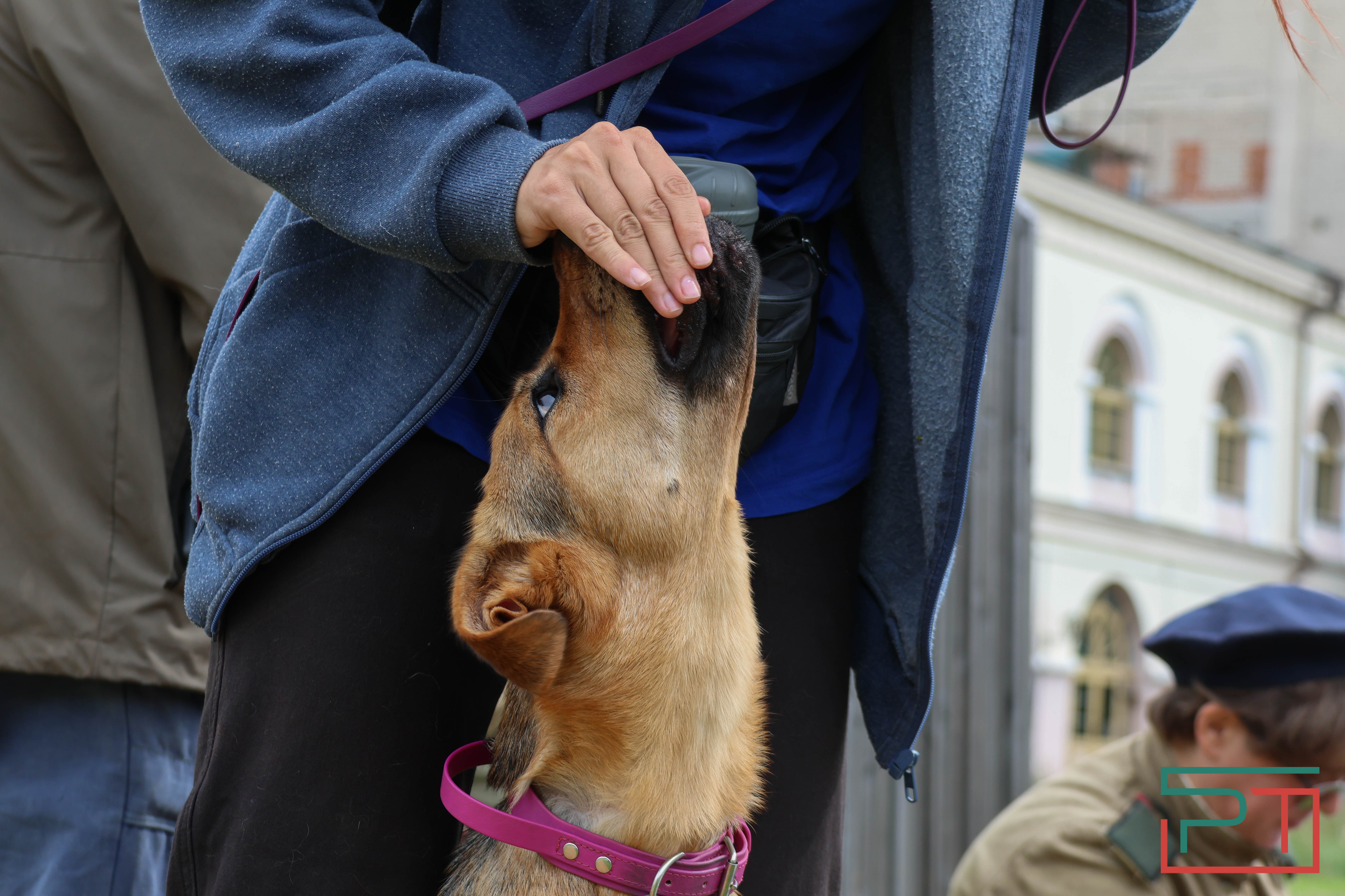 День фронтовой собаки в Нацмузее РТ
