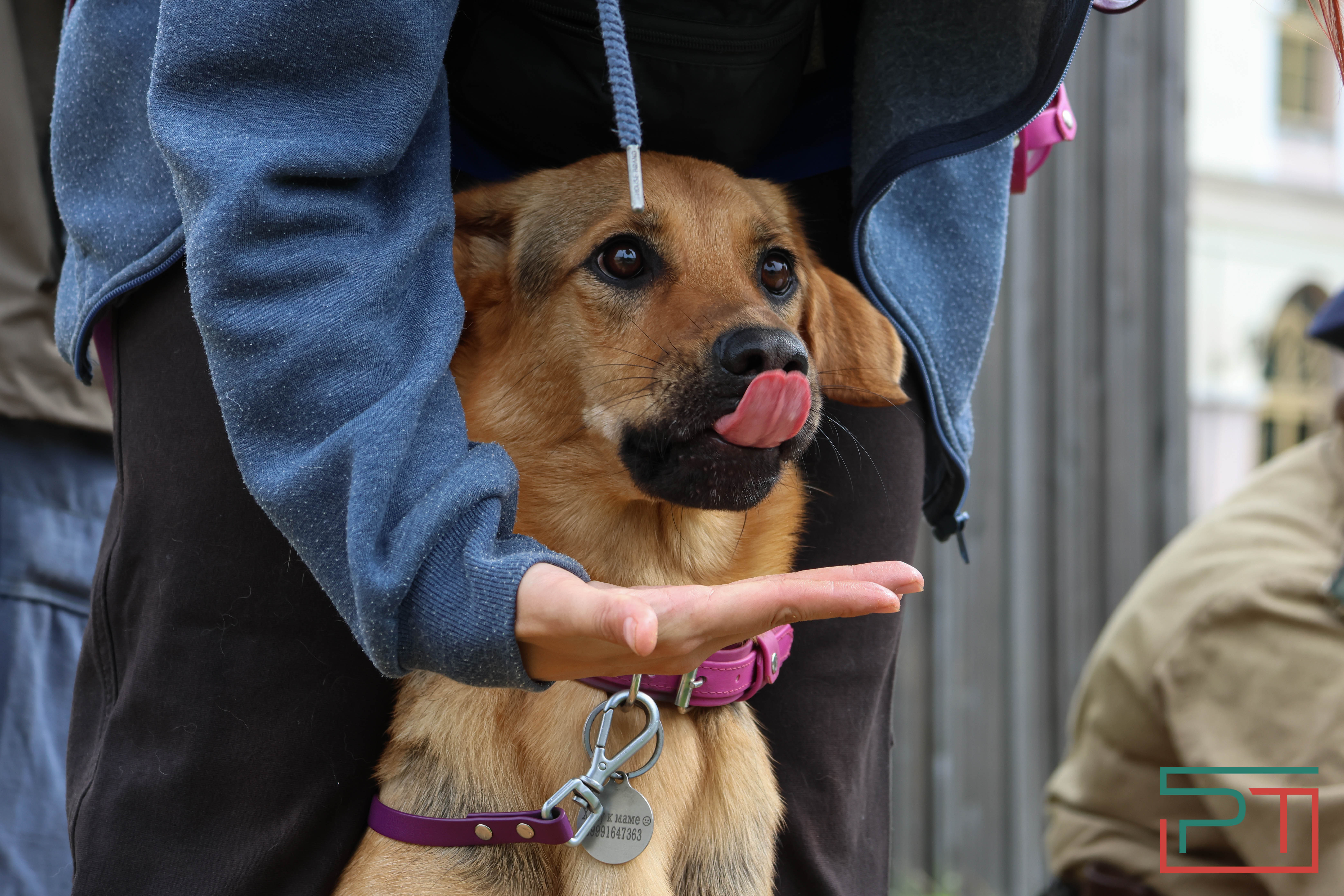 День фронтовой собаки в Нацмузее РТ