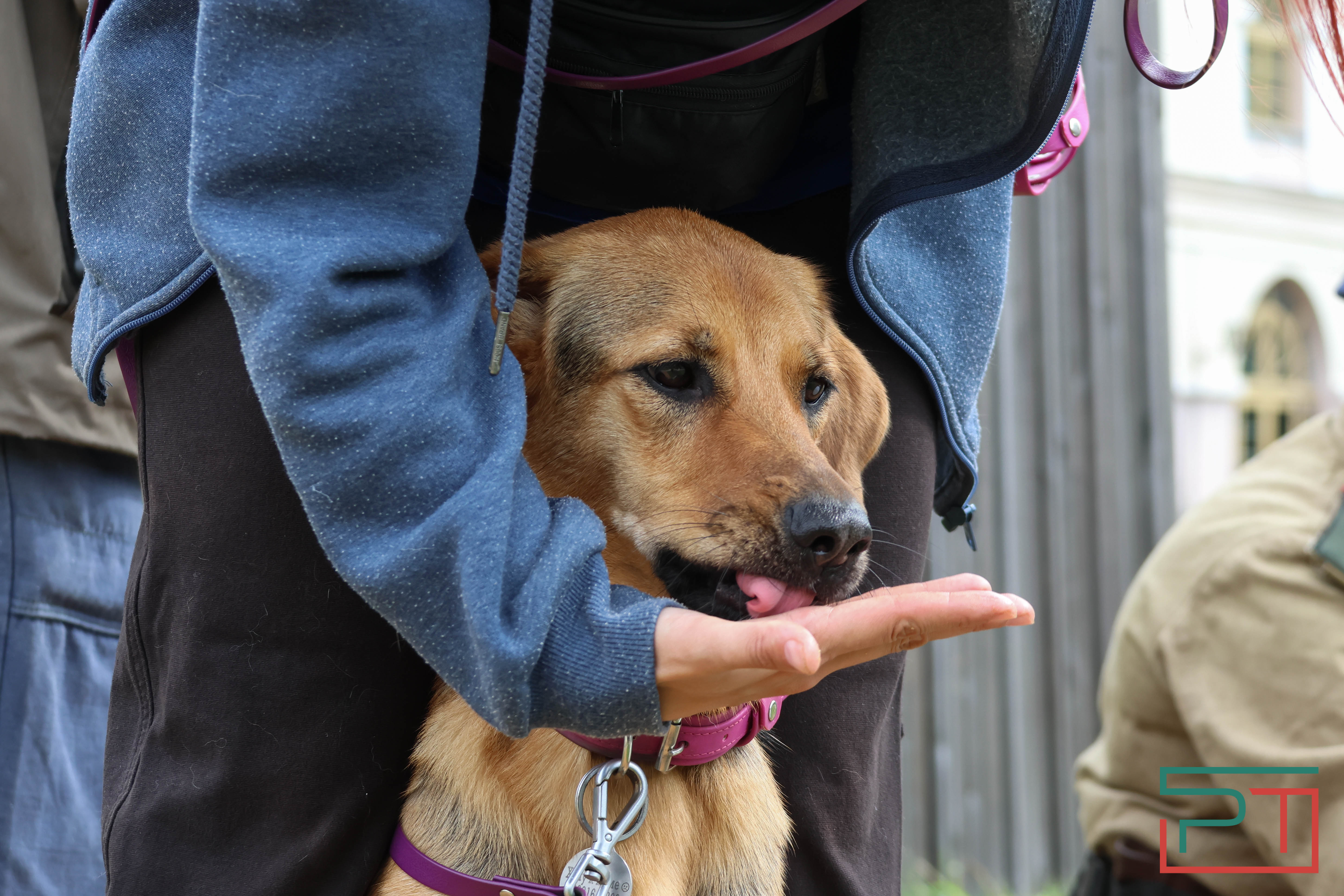 День фронтовой собаки в Нацмузее РТ