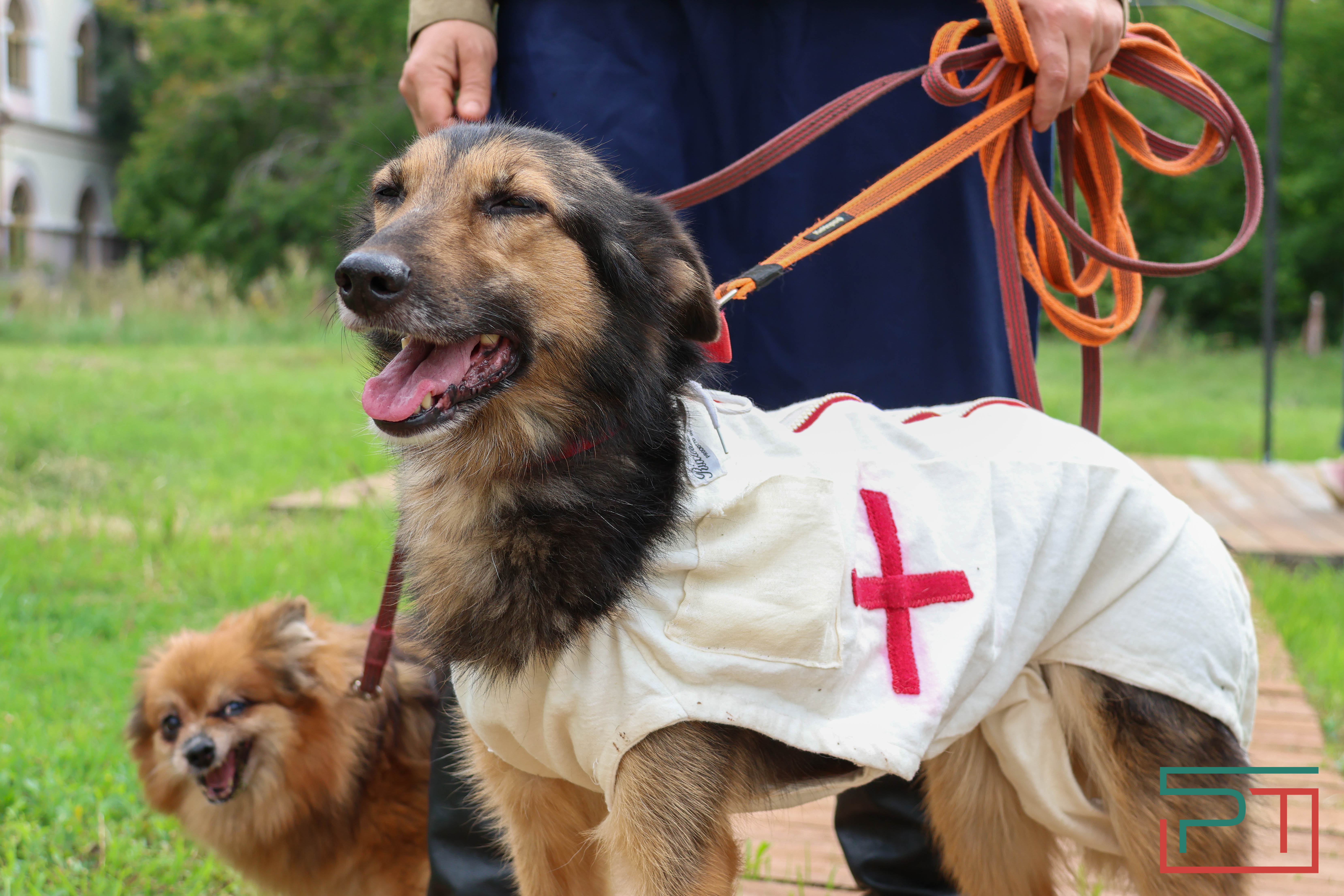 День фронтовой собаки в Нацмузее РТ