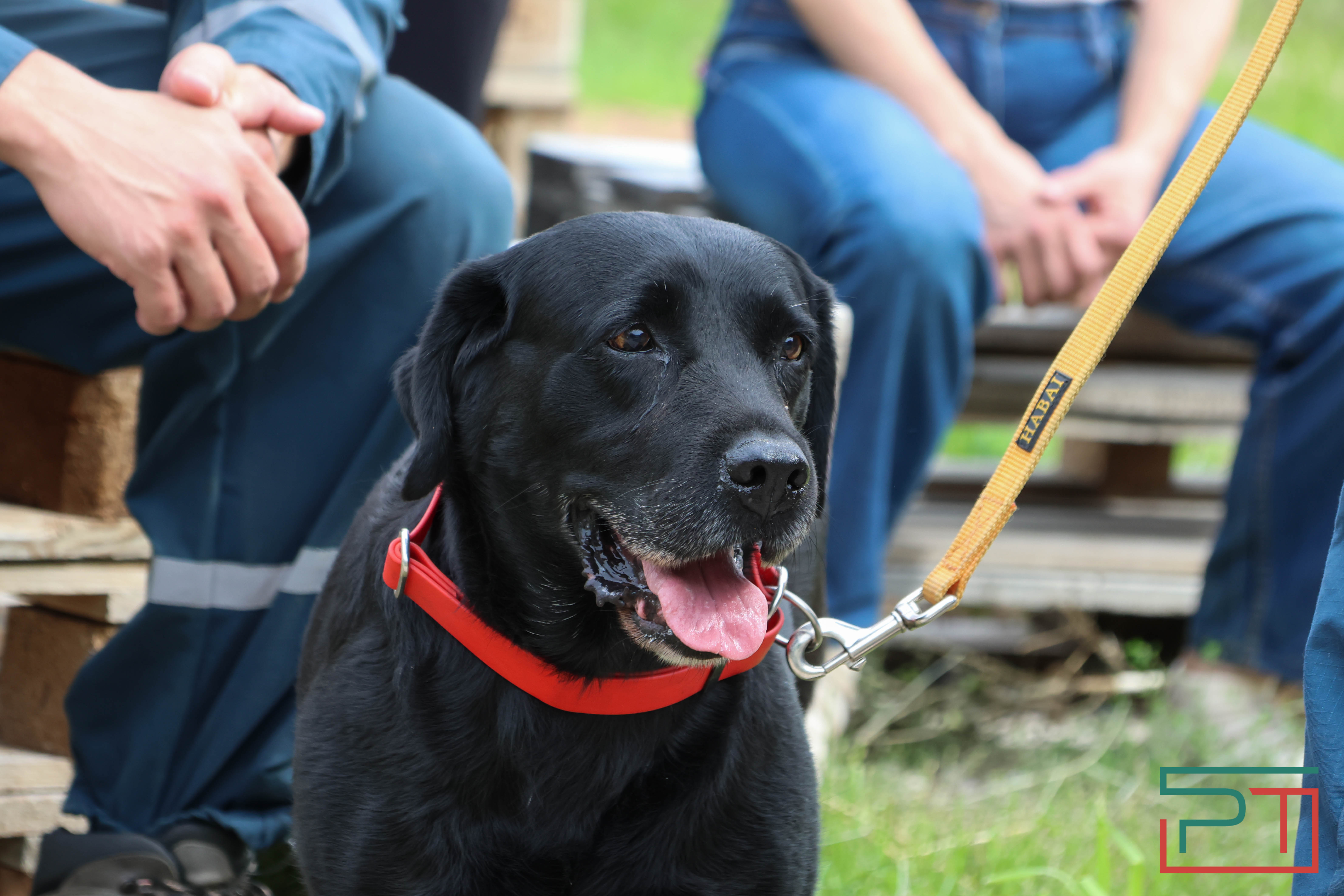 День фронтовой собаки в Нацмузее РТ