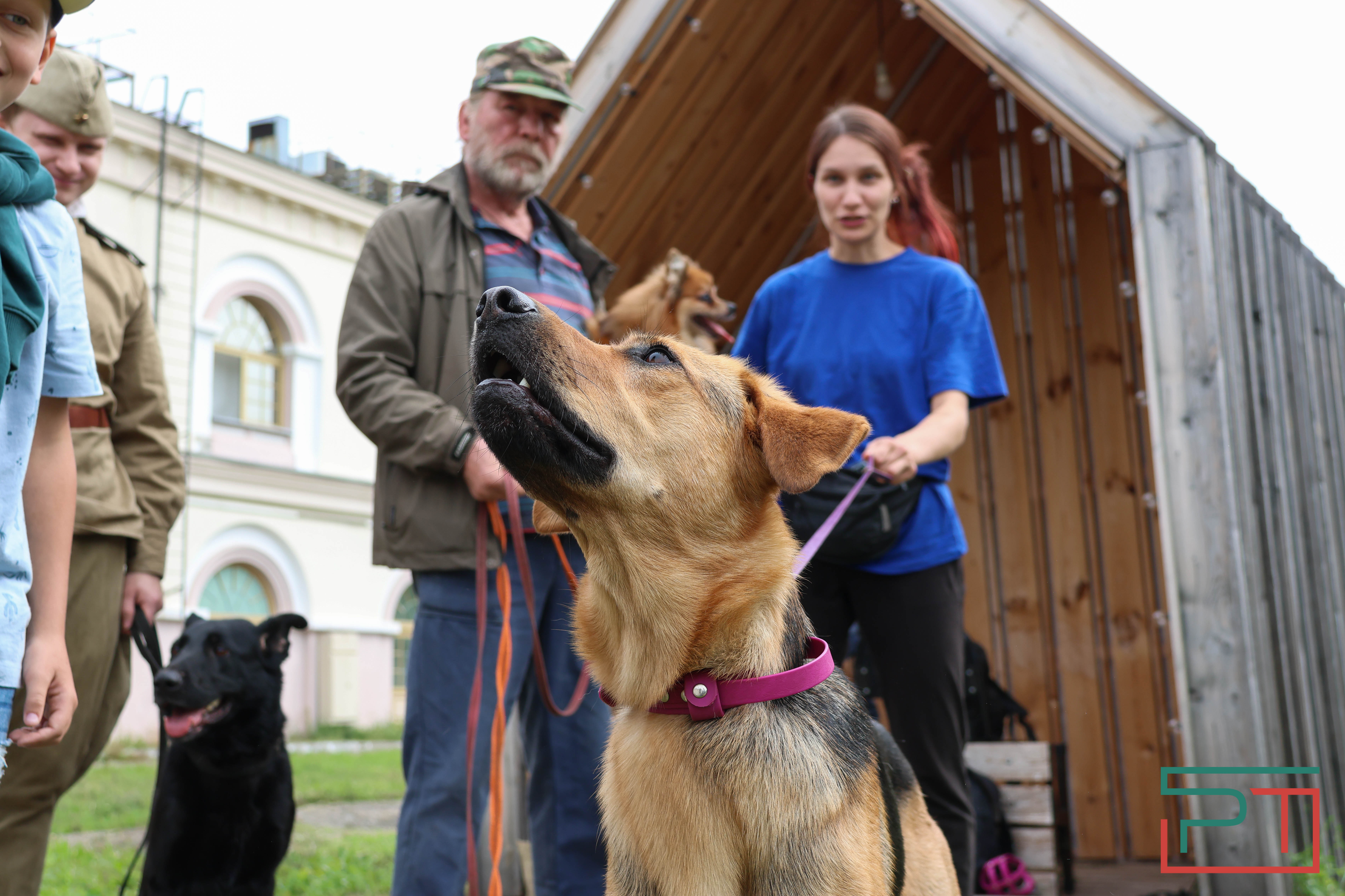 День фронтовой собаки в Нацмузее РТ