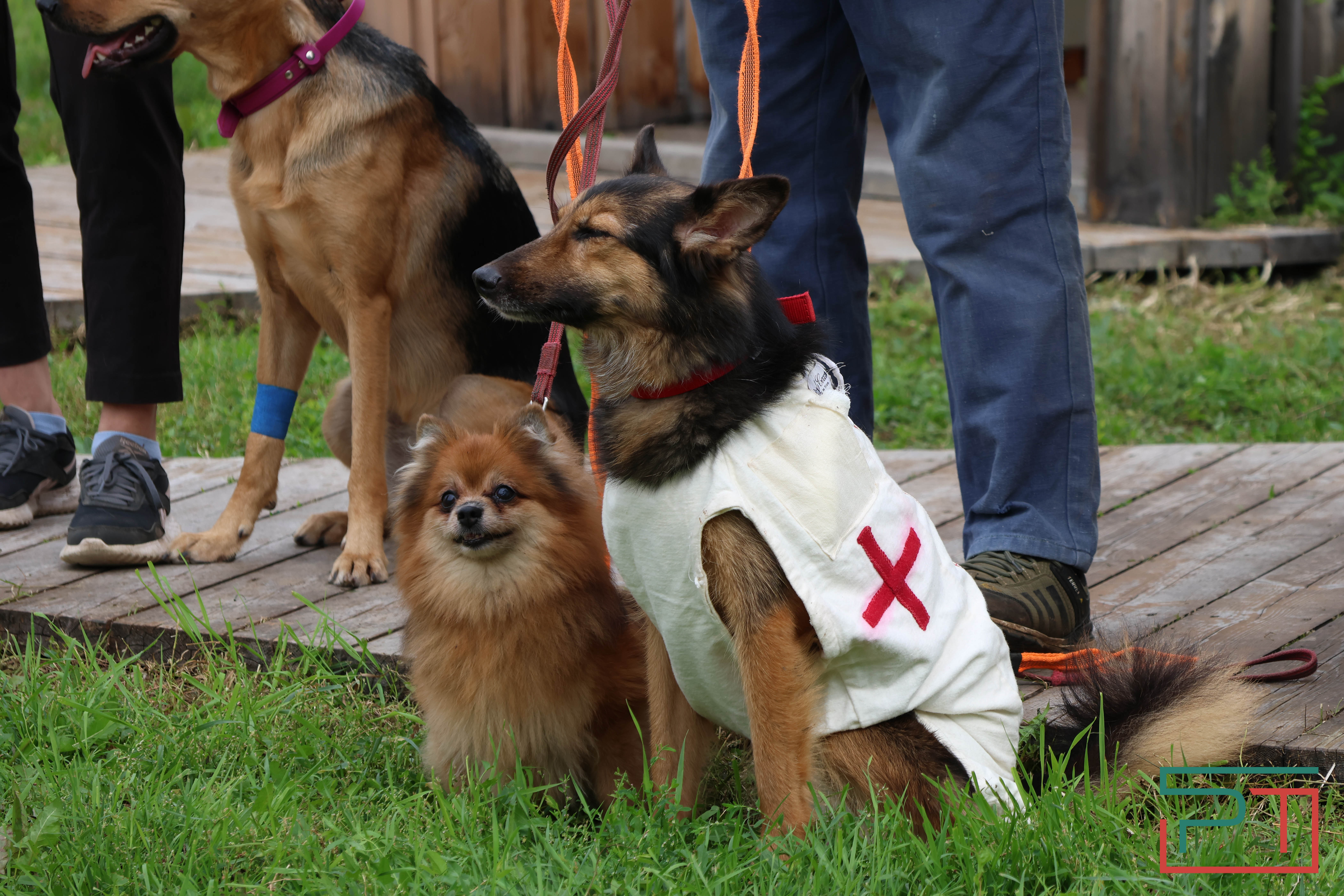 День фронтовой собаки в Нацмузее РТ