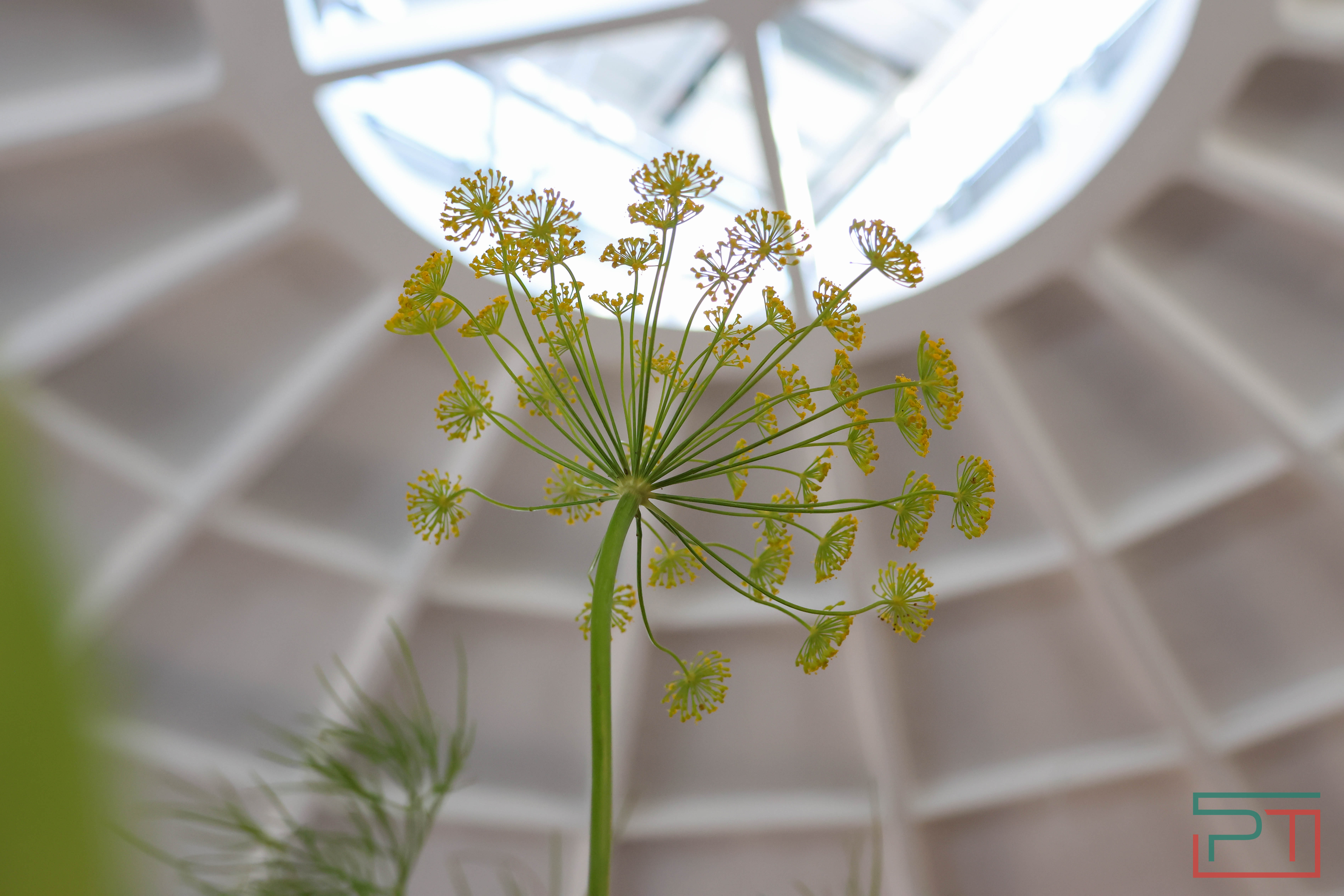 Парк, огород и амфитеатр: каким будет обновленный Московский рынок в Казани