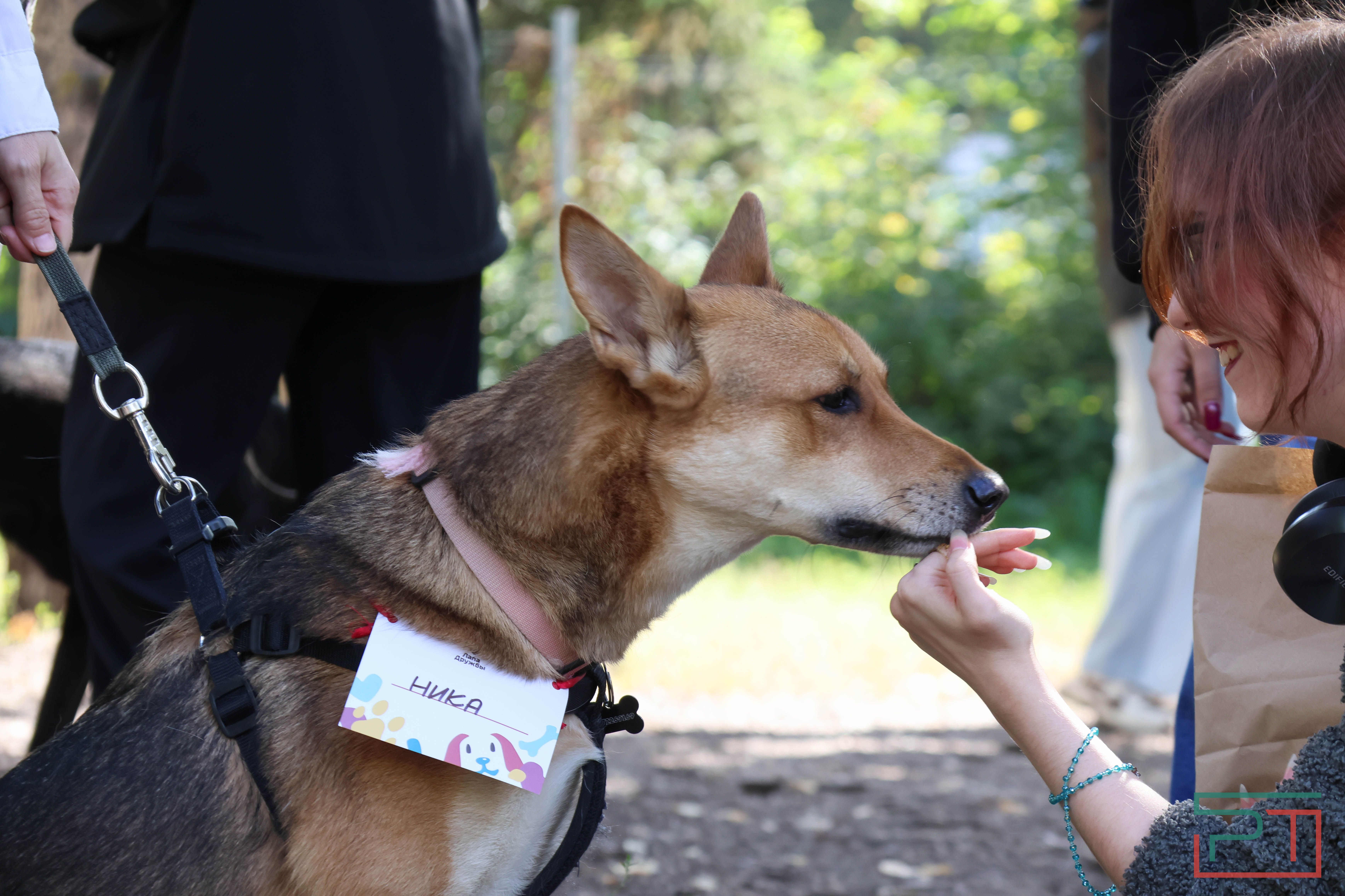 Акция «Лапа дружбы»