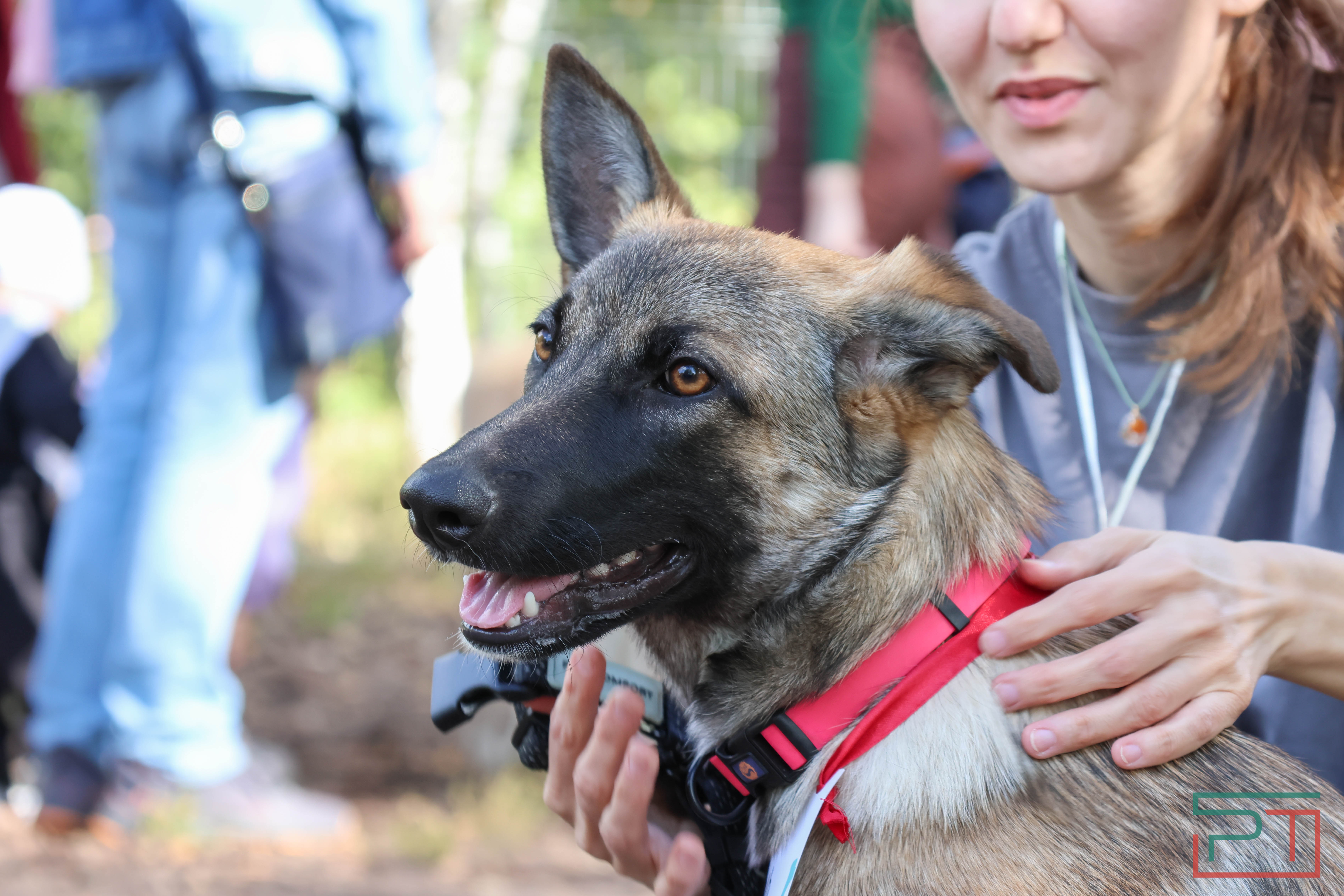 Акция «Лапа дружбы»