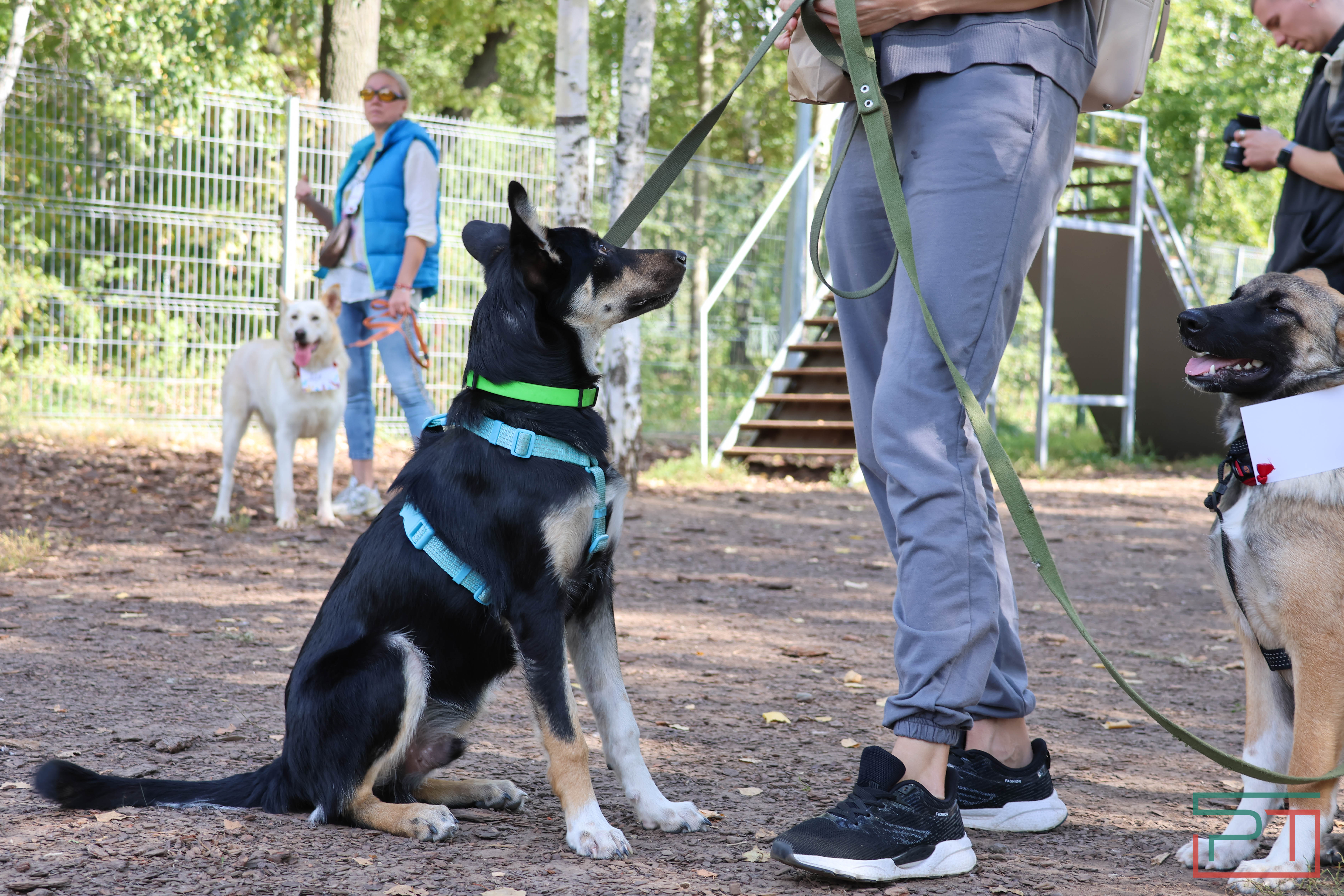 Акция «Лапа дружбы»