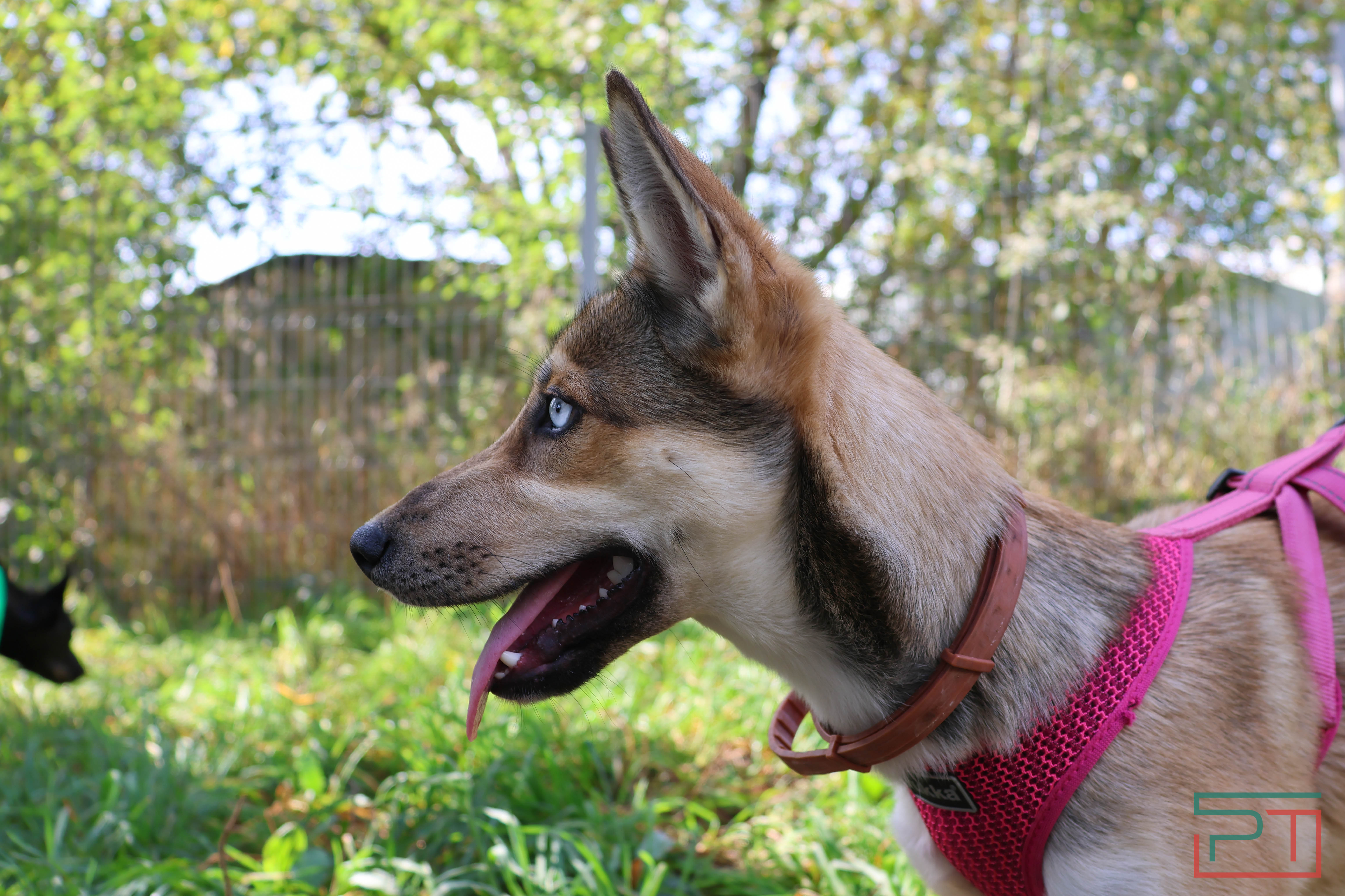 Акция «Лапа дружбы»