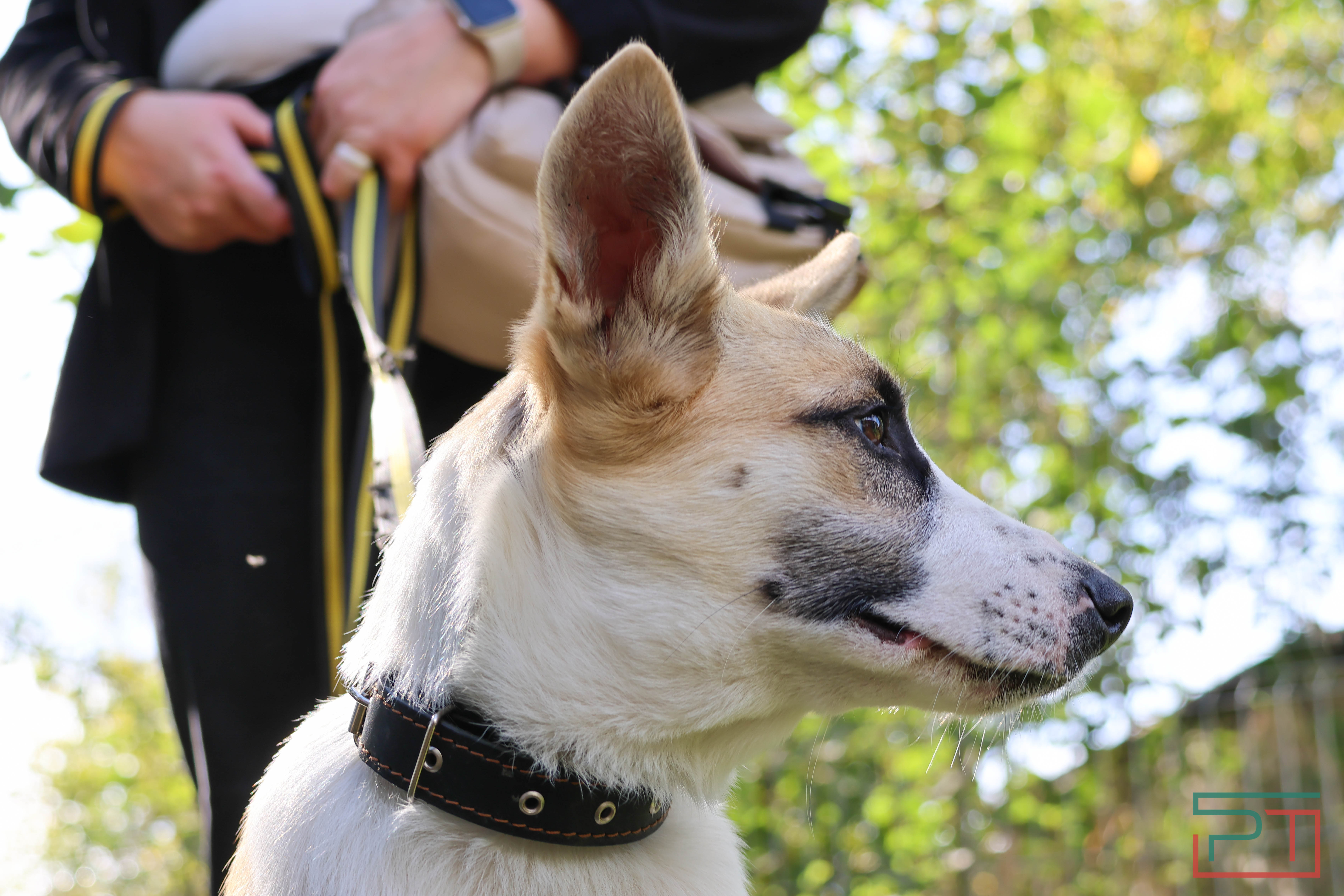 Акция «Лапа дружбы»