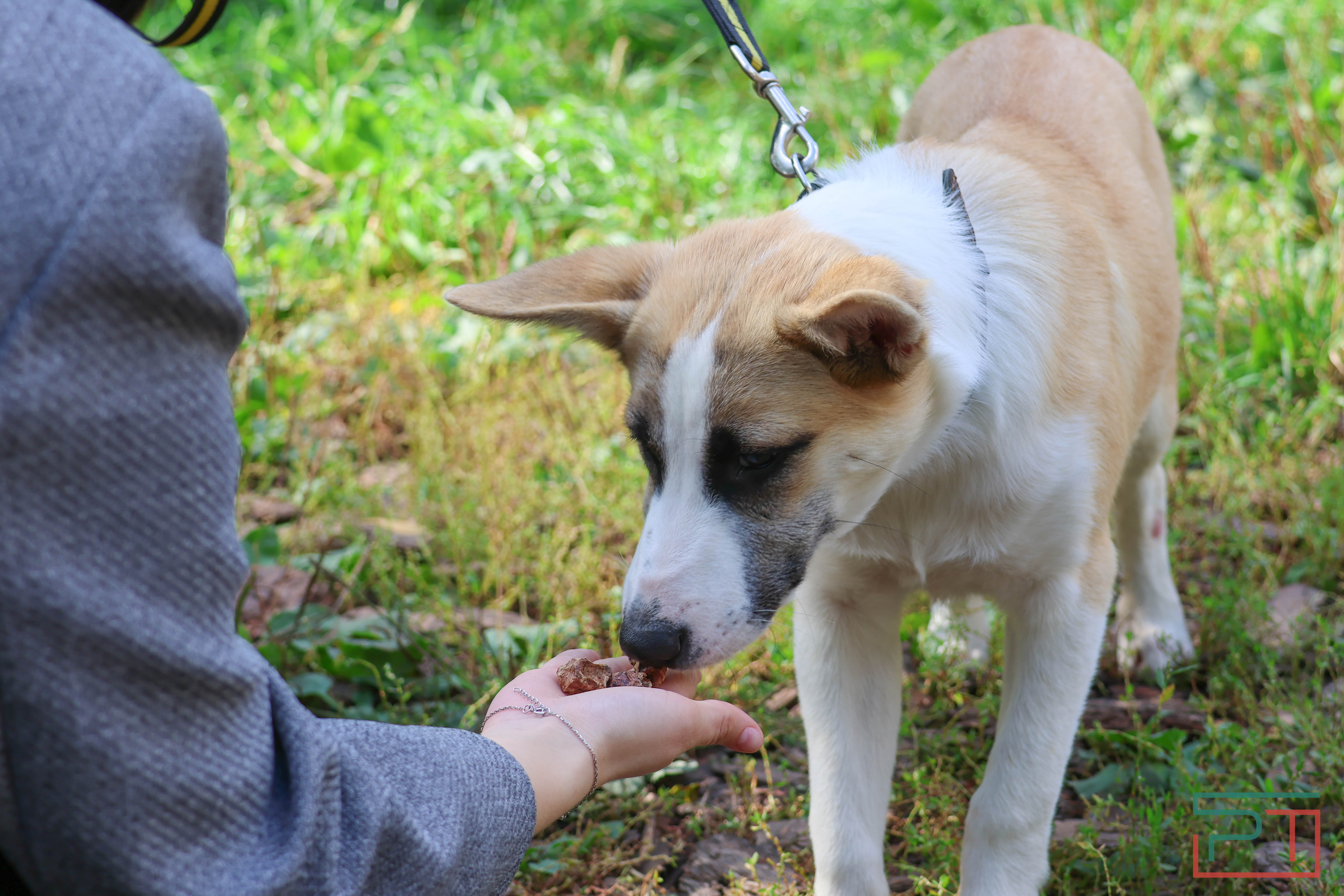 Акция «Лапа дружбы»