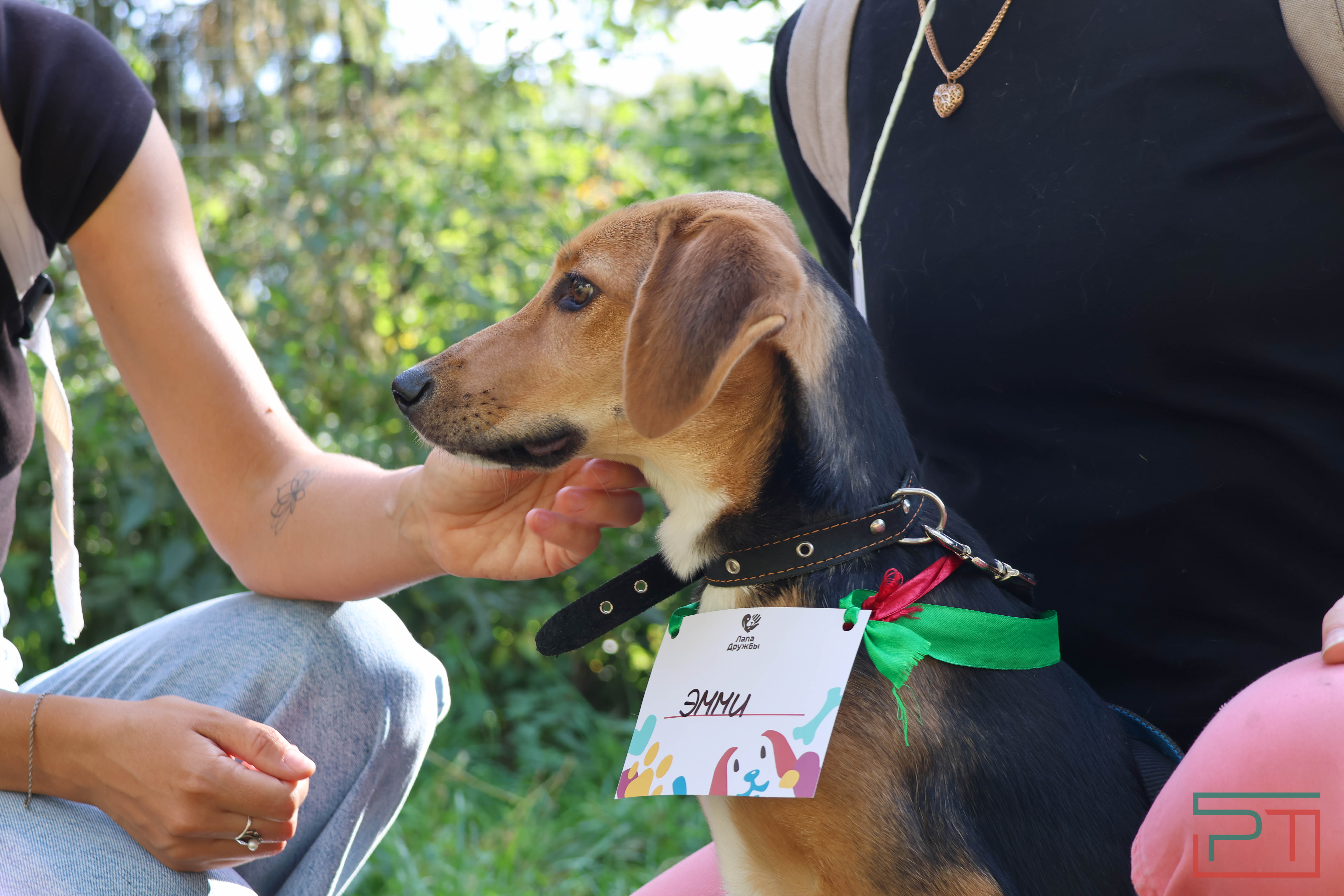 Акция «Лапа дружбы»