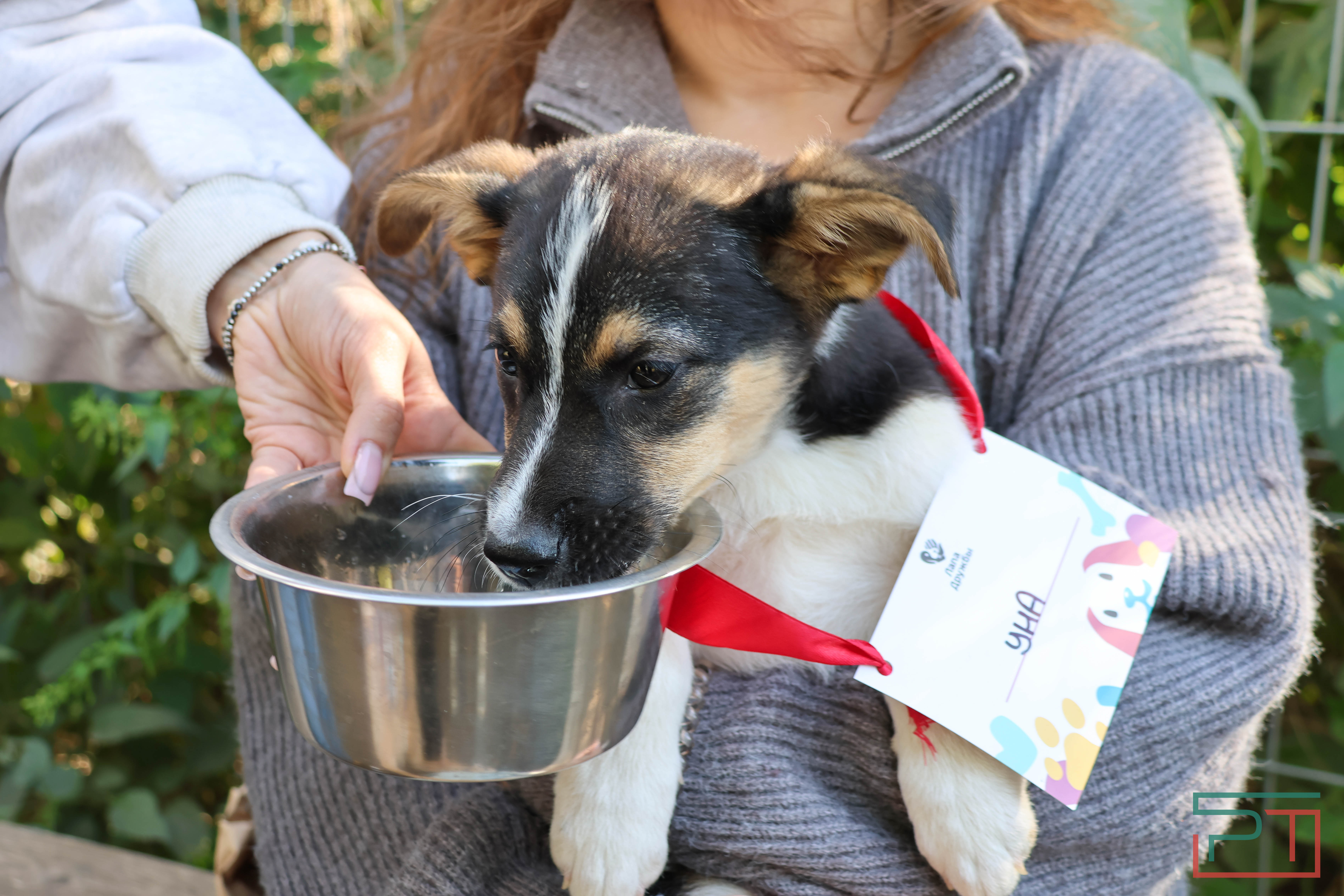 Акция «Лапа дружбы»