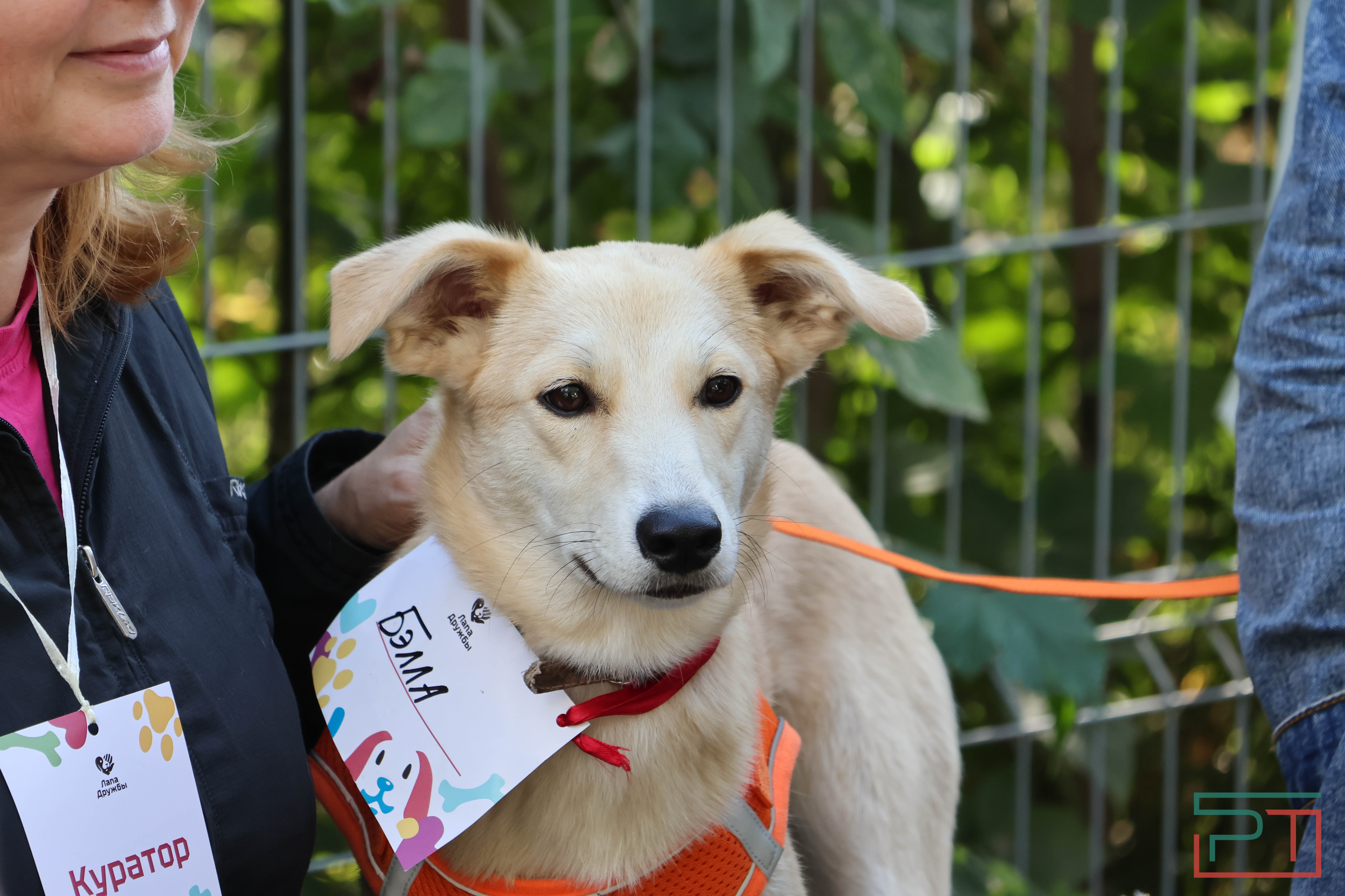 Акция «Лапа дружбы»