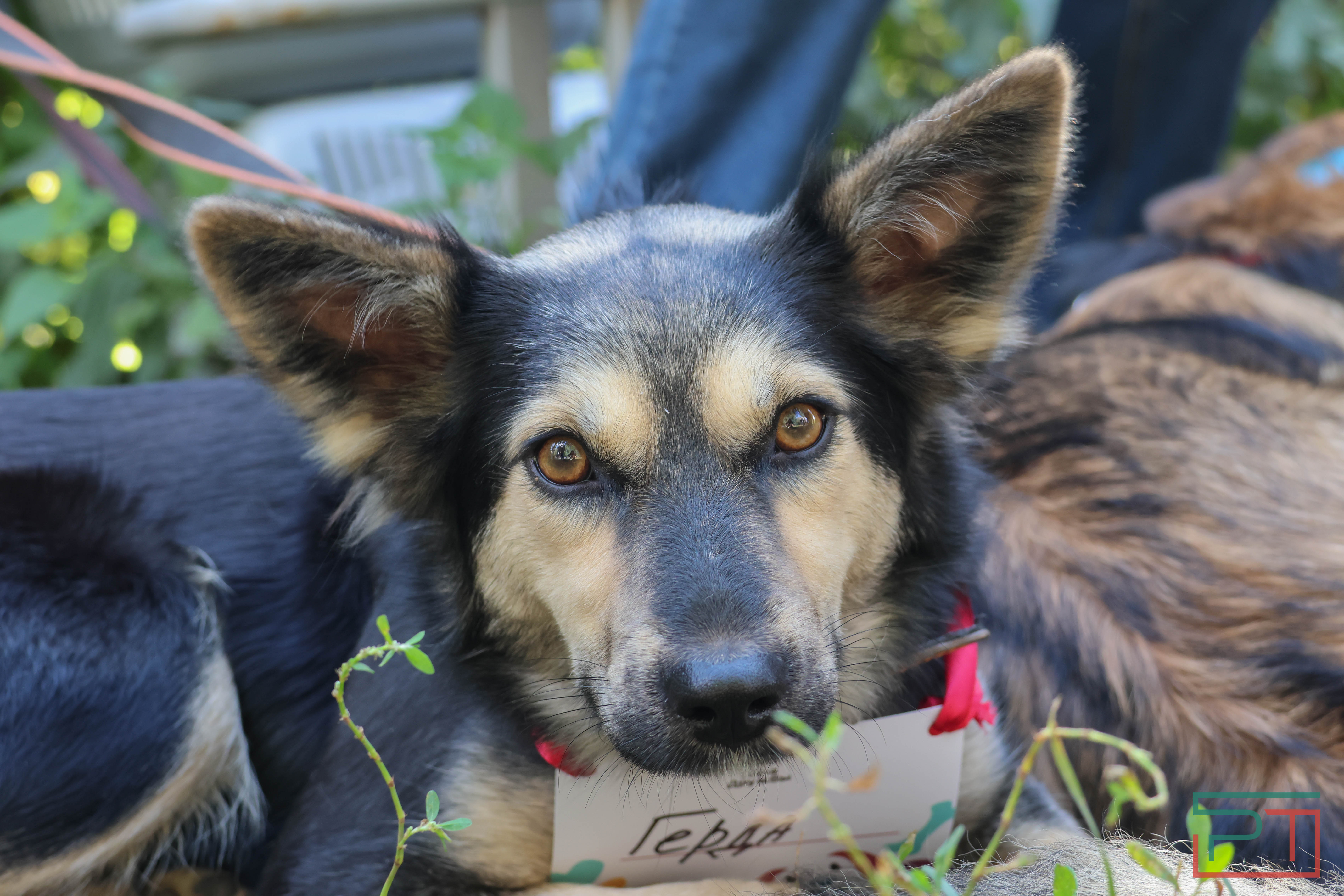 Акция «Лапа дружбы»