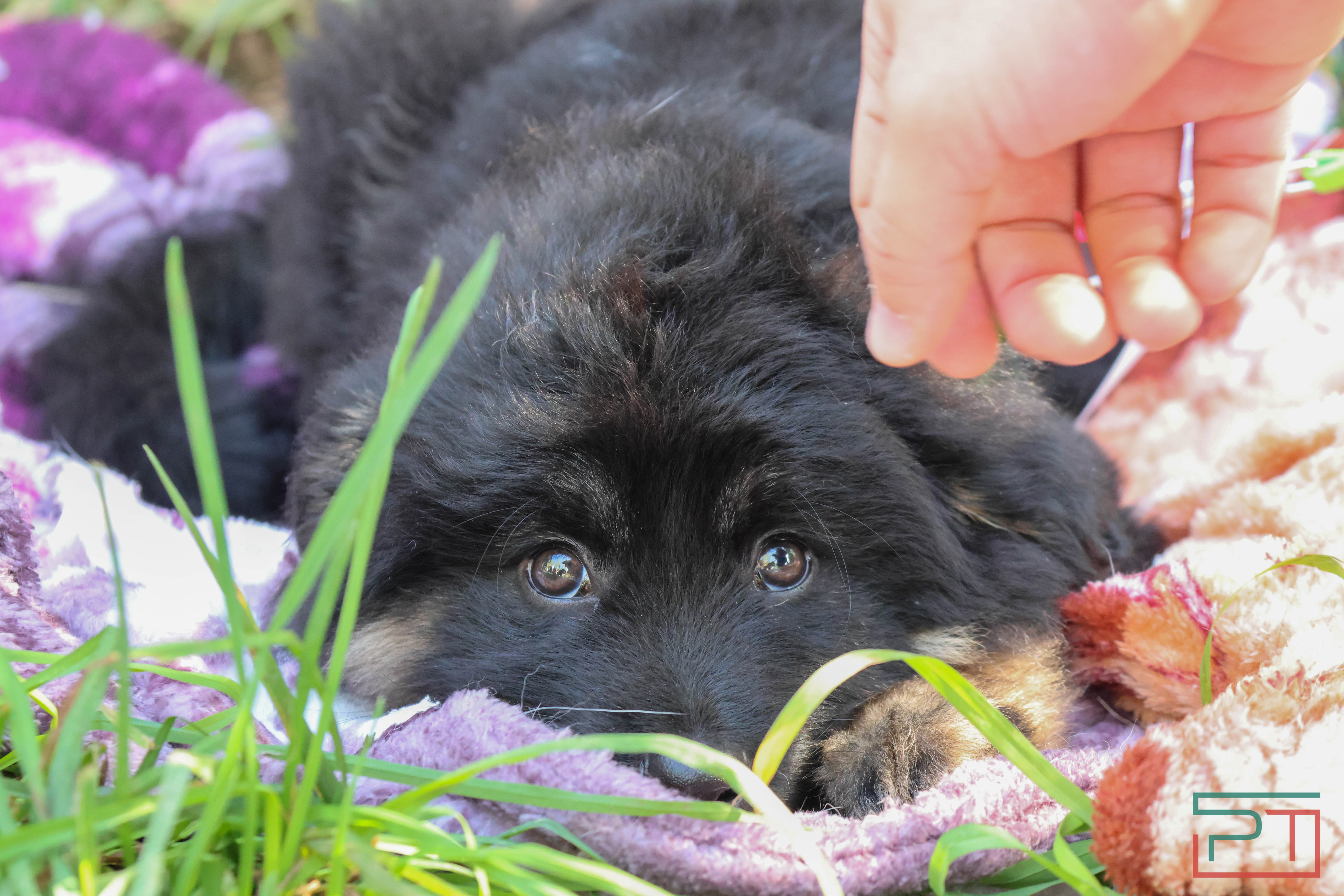 Акция «Лапа дружбы»