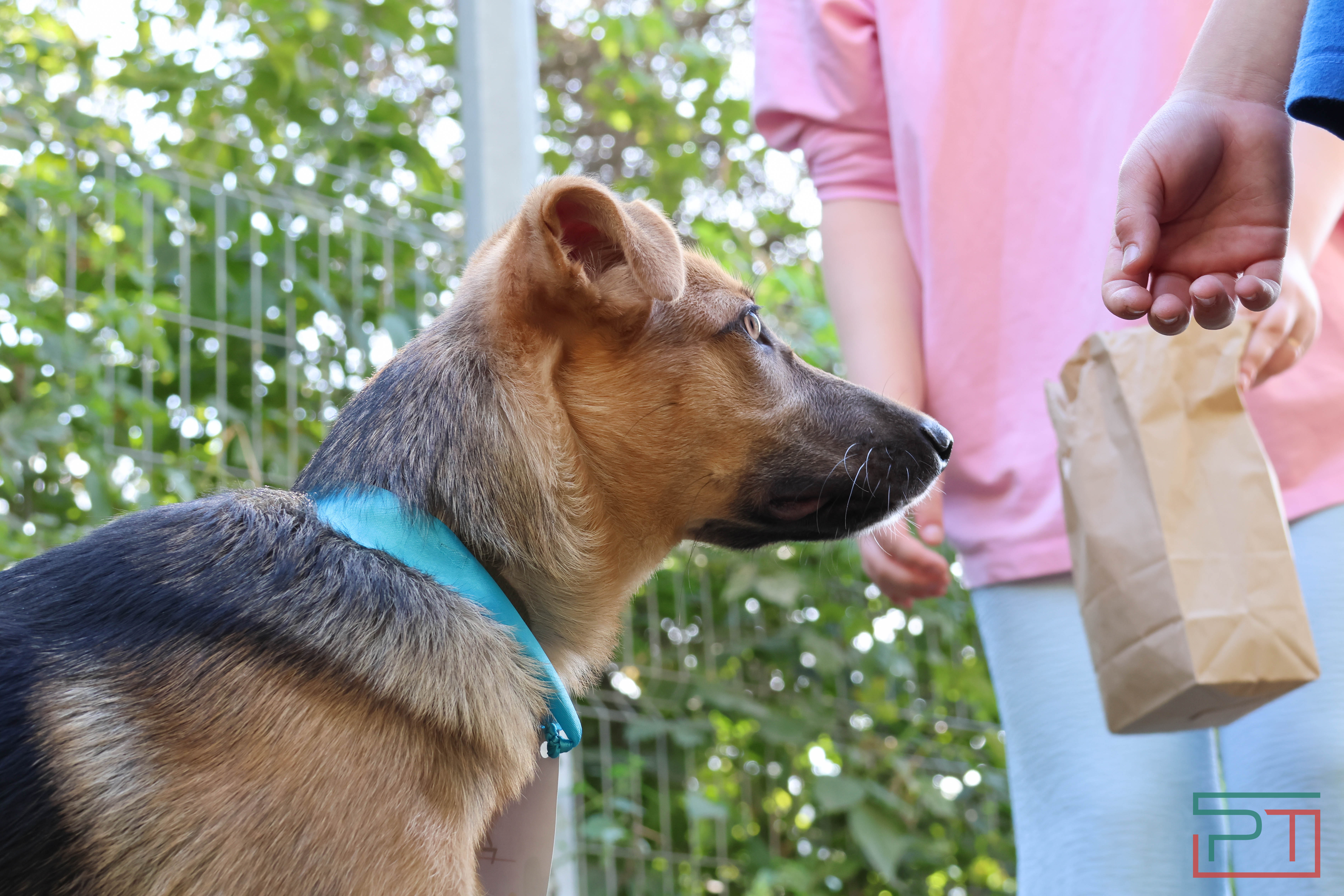 Акция «Лапа дружбы»