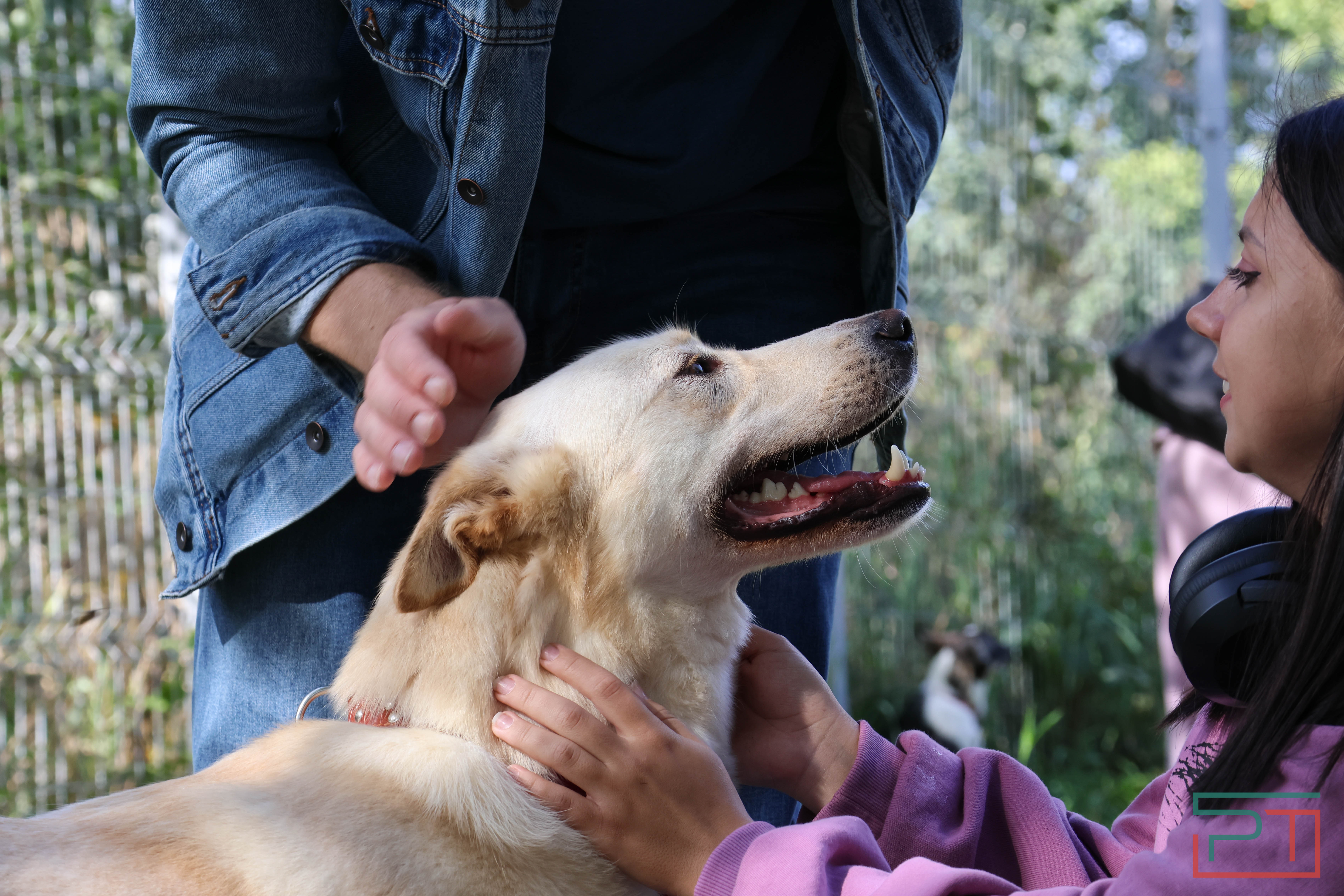 Акция «Лапа дружбы»