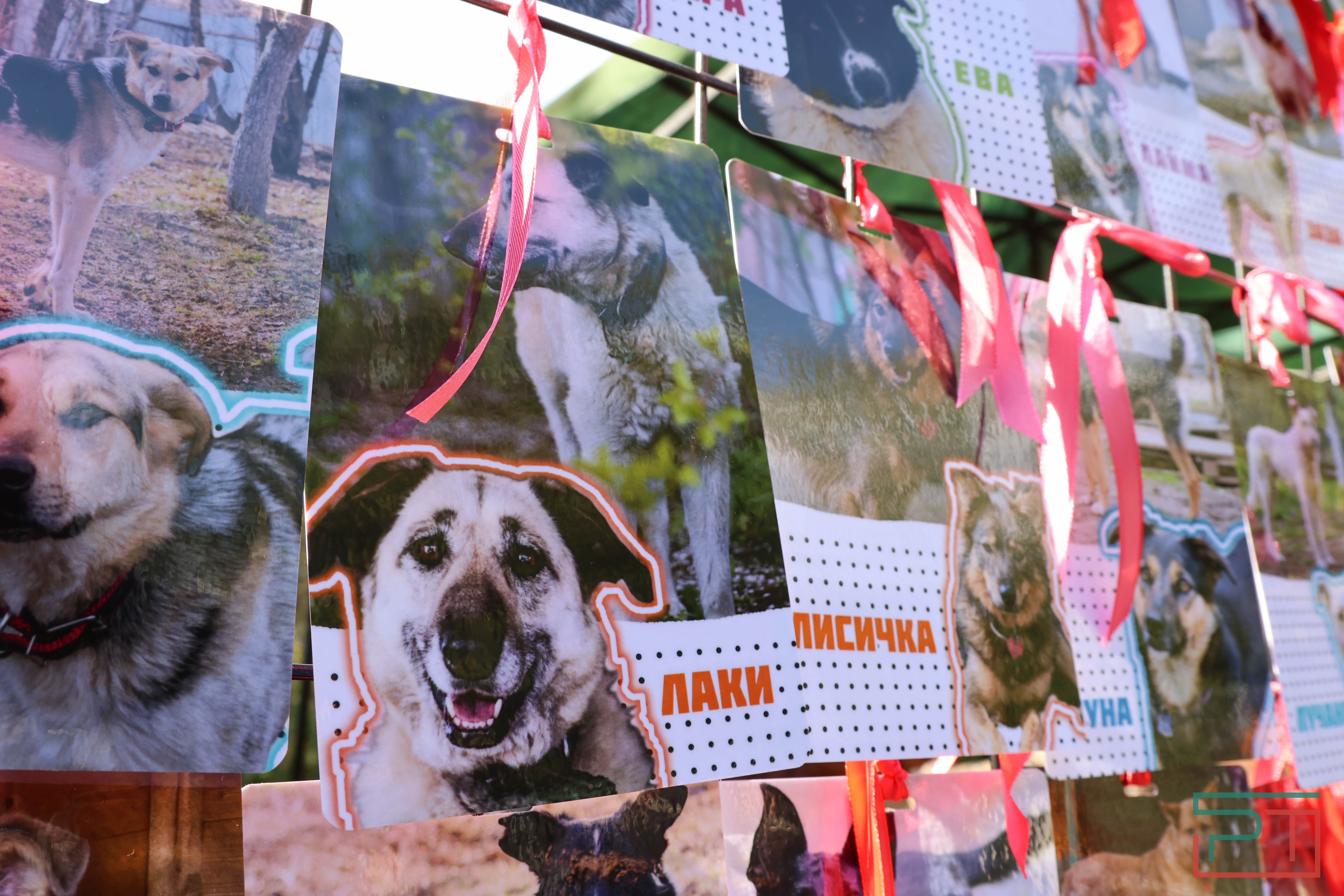 Акция «Лапа дружбы»