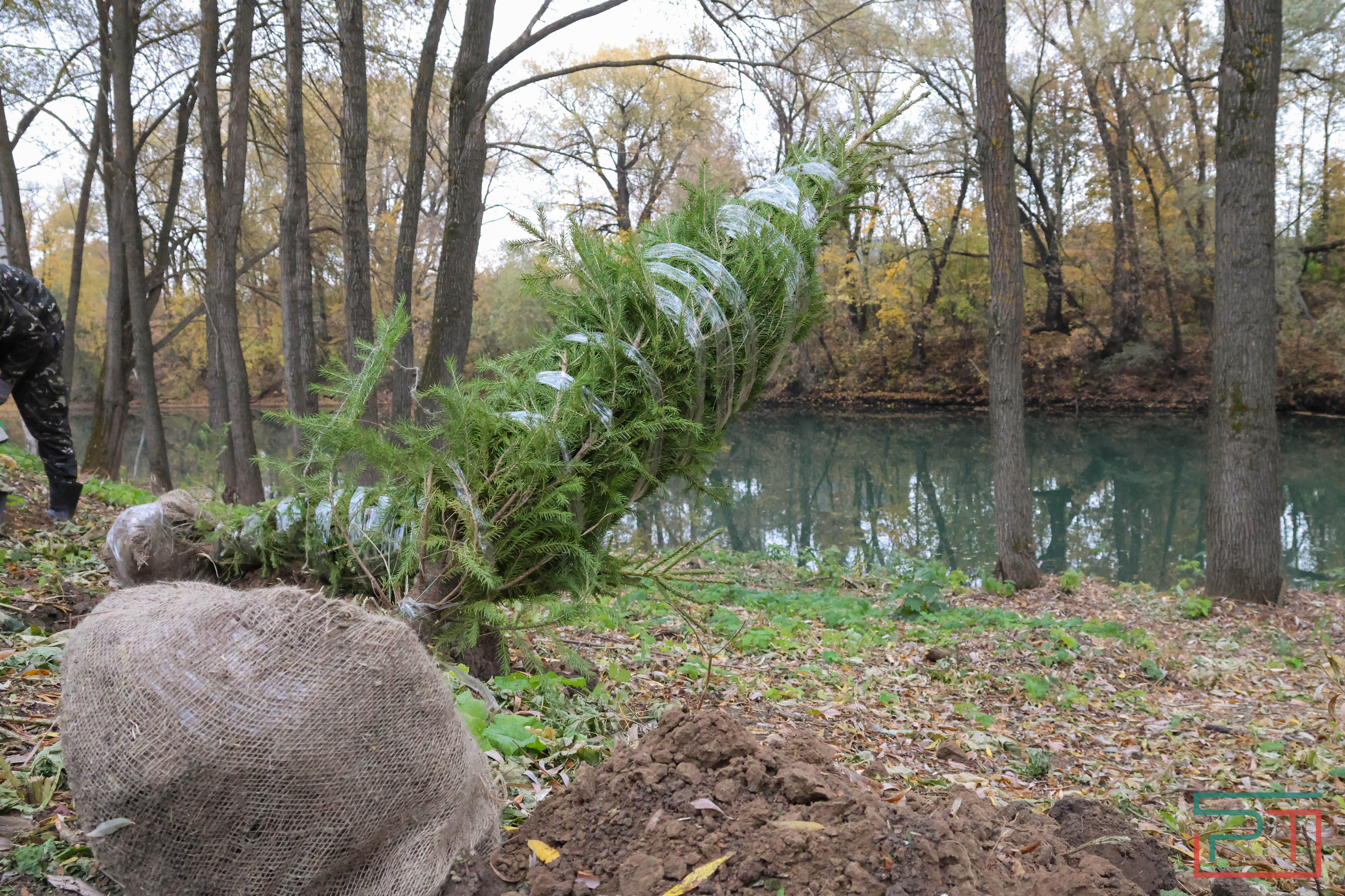 Акция «Сохраним лес»
