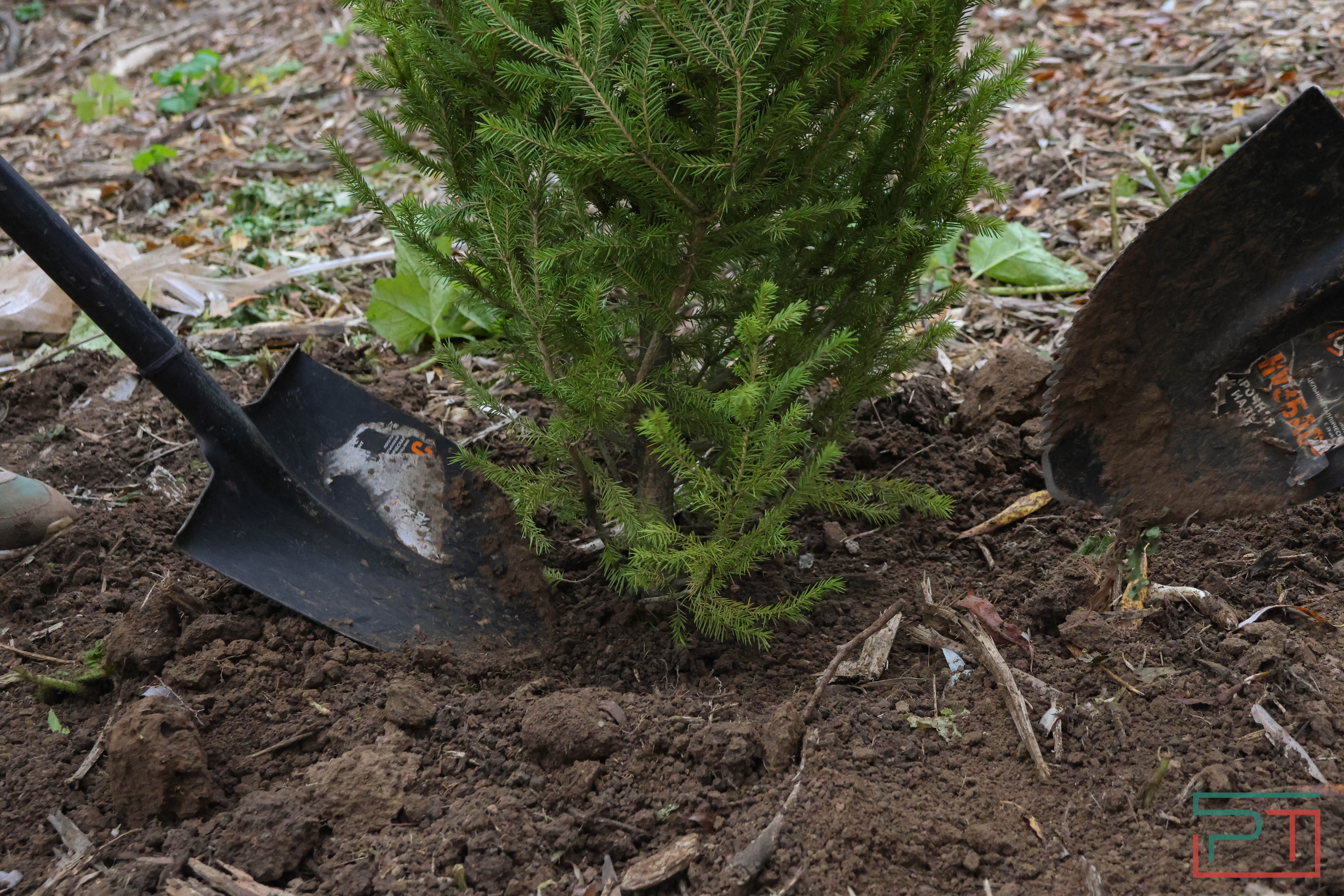 Акция «Сохраним лес»