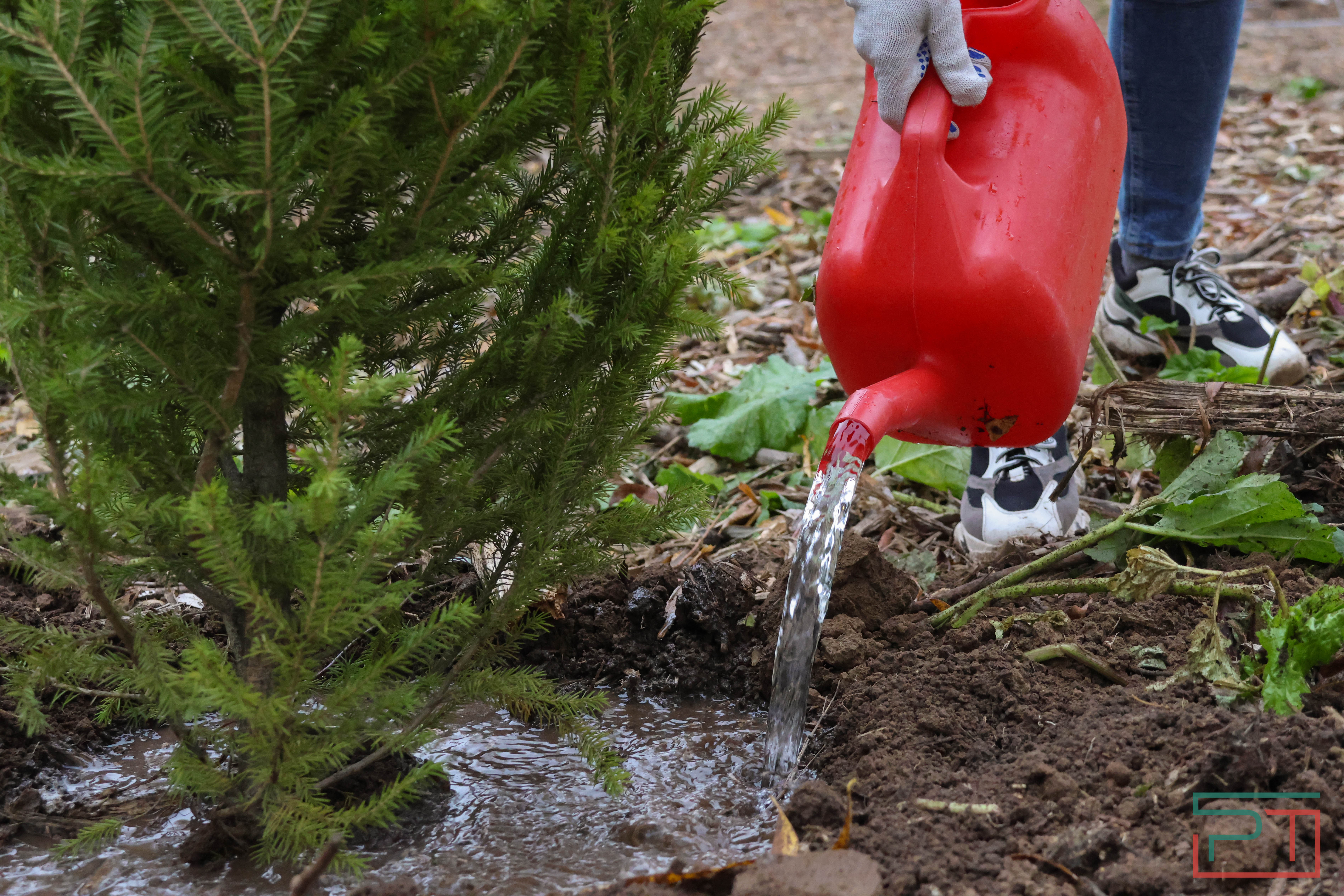 Акция «Сохраним лес»