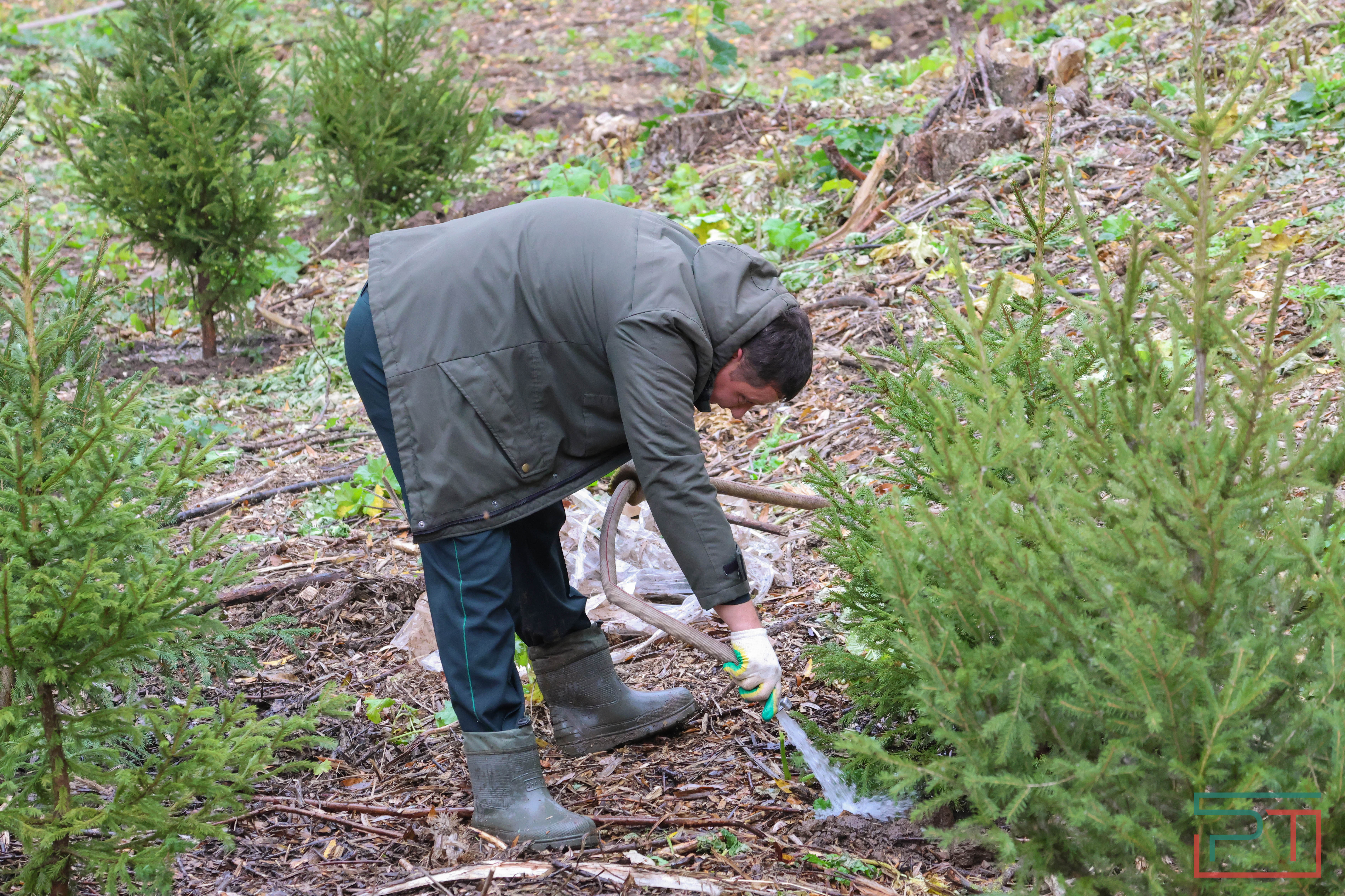 Акция «Сохраним лес»