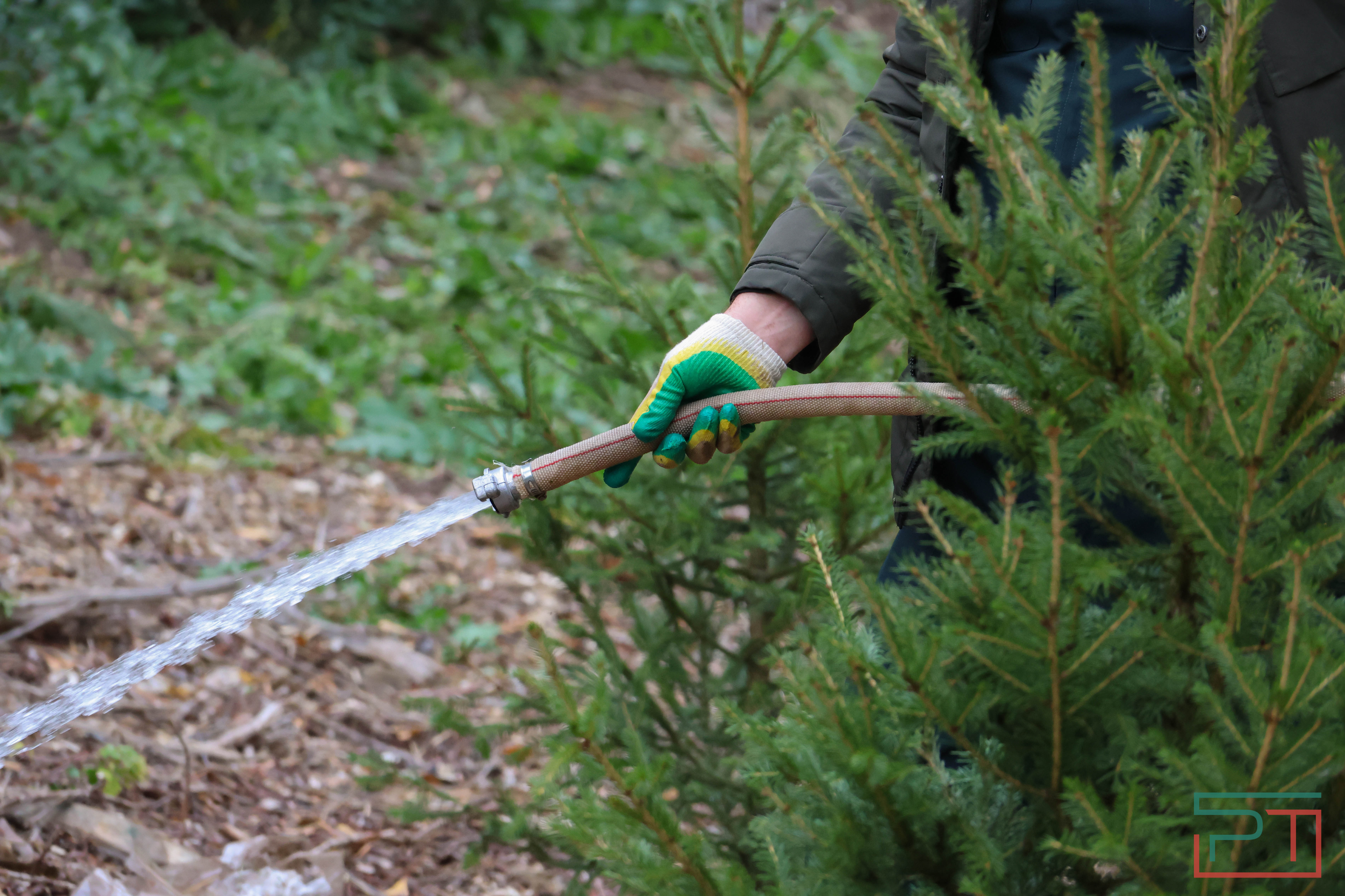 Акция «Сохраним лес»