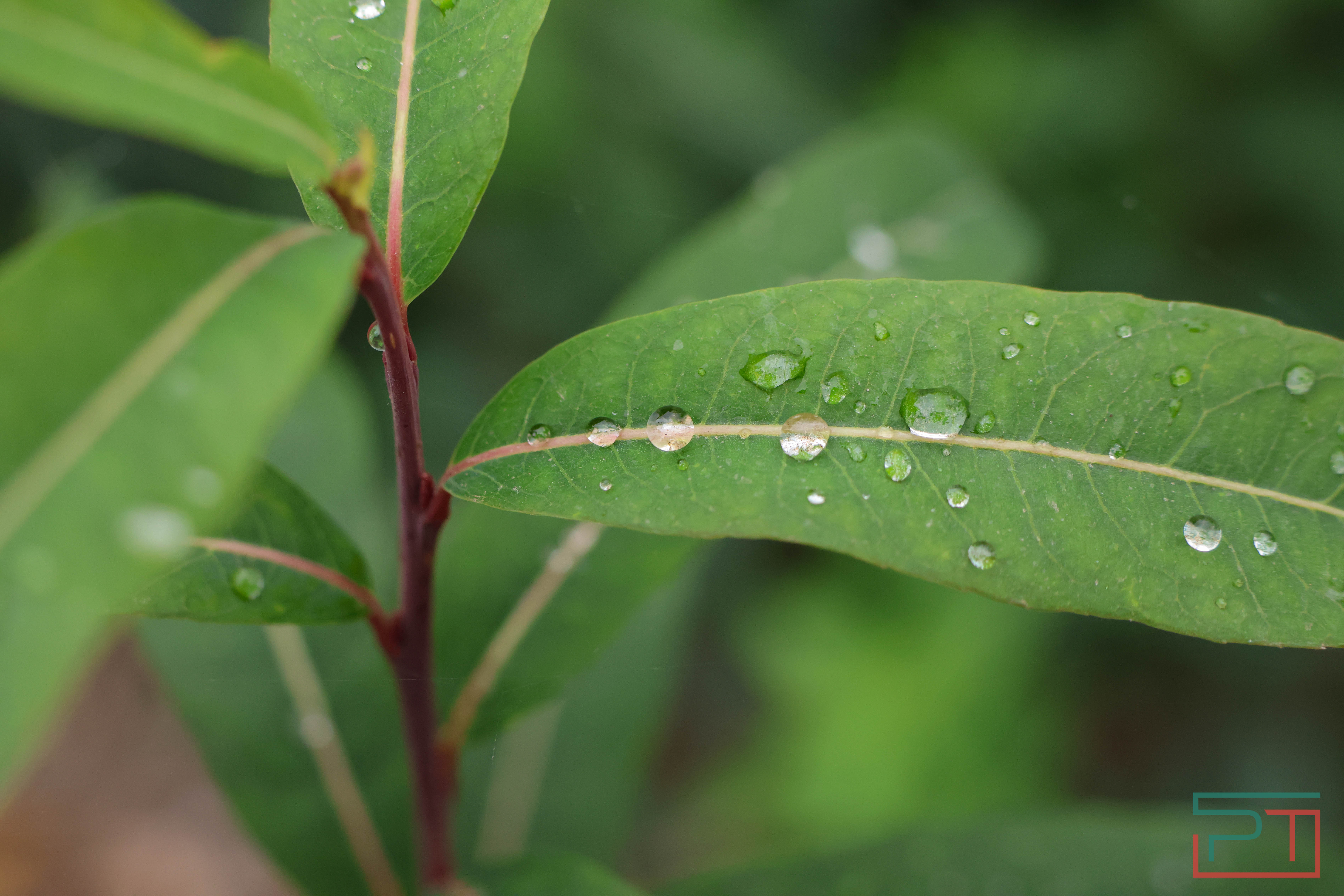 Акция «Сохраним лес»