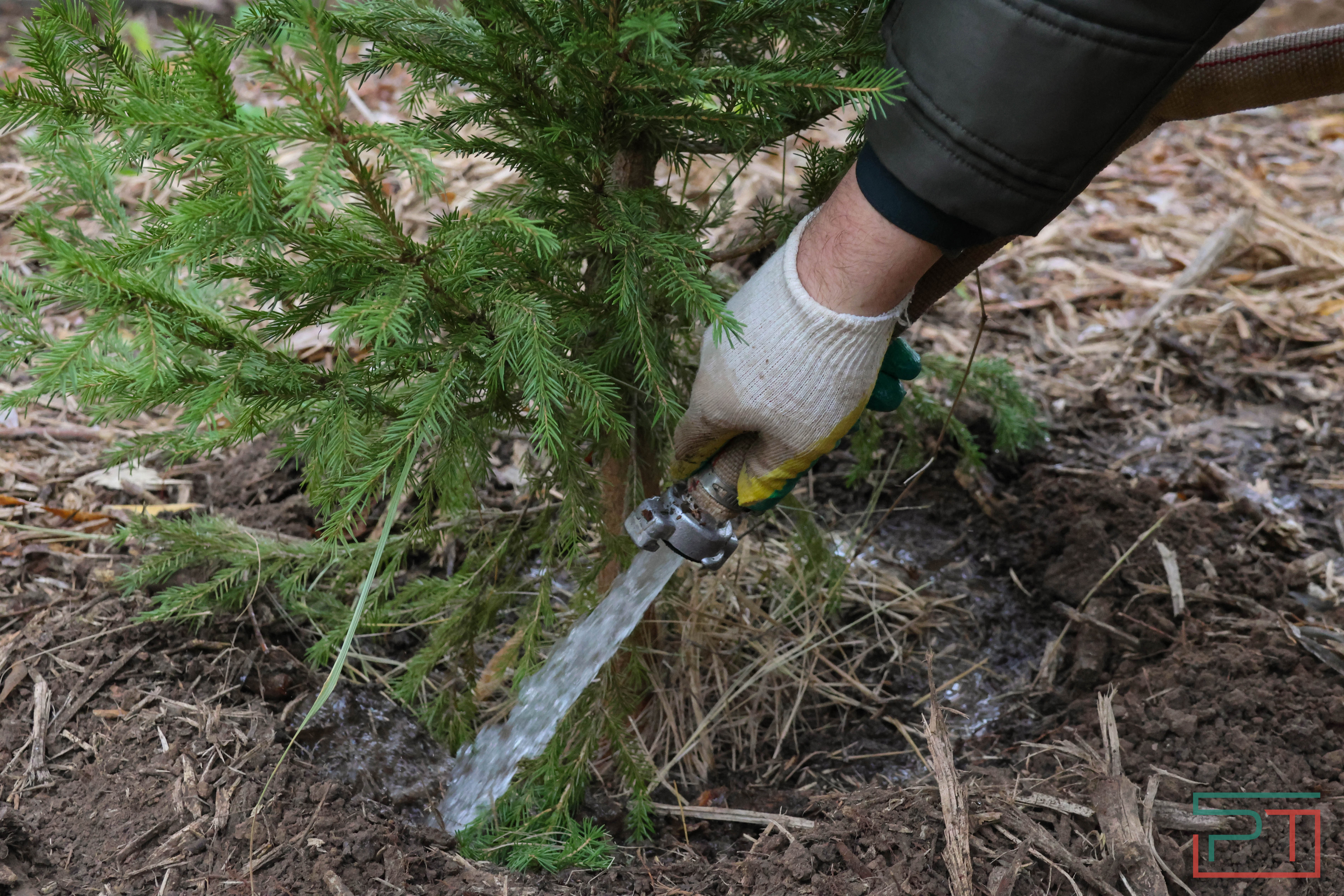 Акция «Сохраним лес»