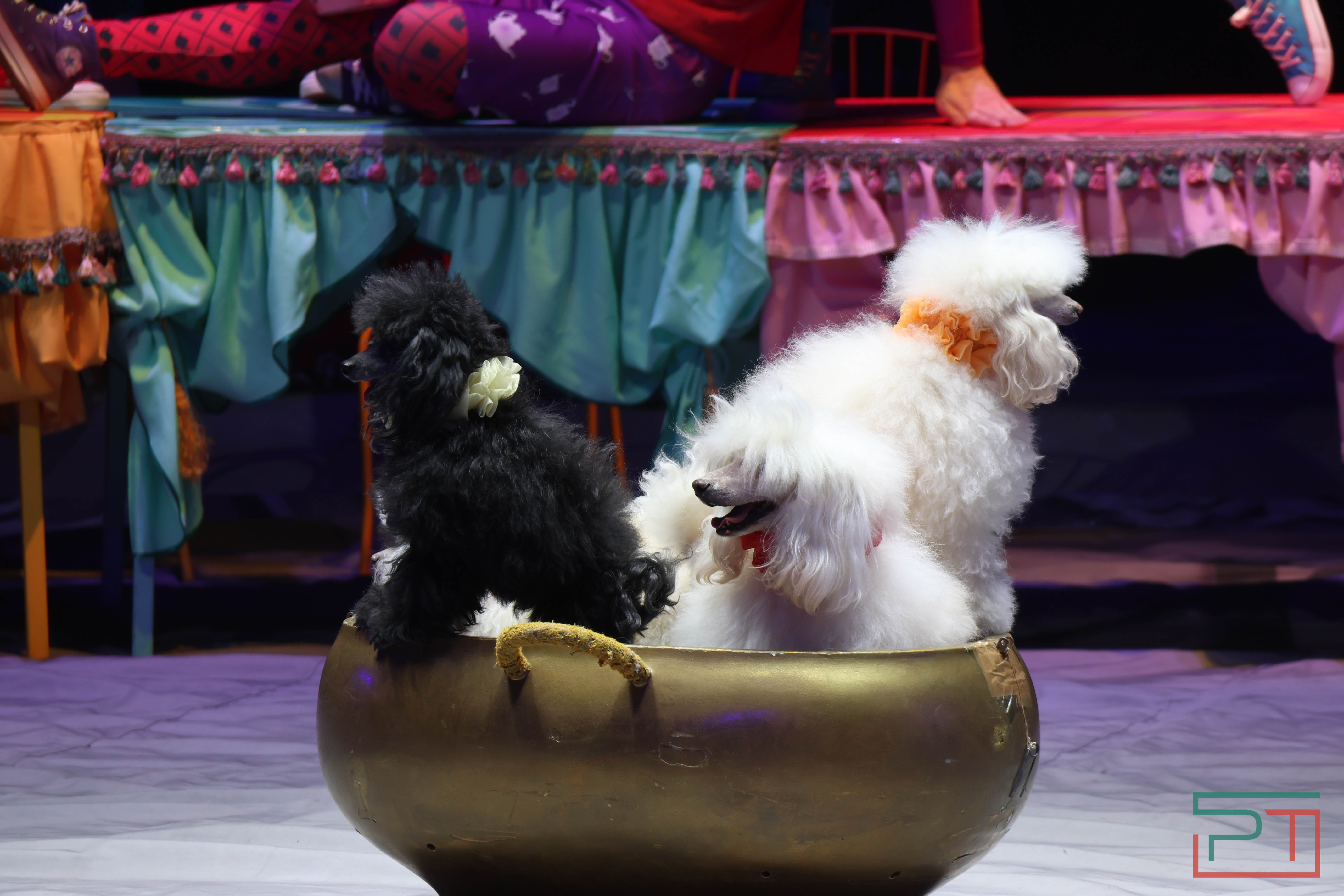 Чудесатая сказка на новый лад: в Казанском цирке состоялась премьера новогоднего шоу «Лабиринт»