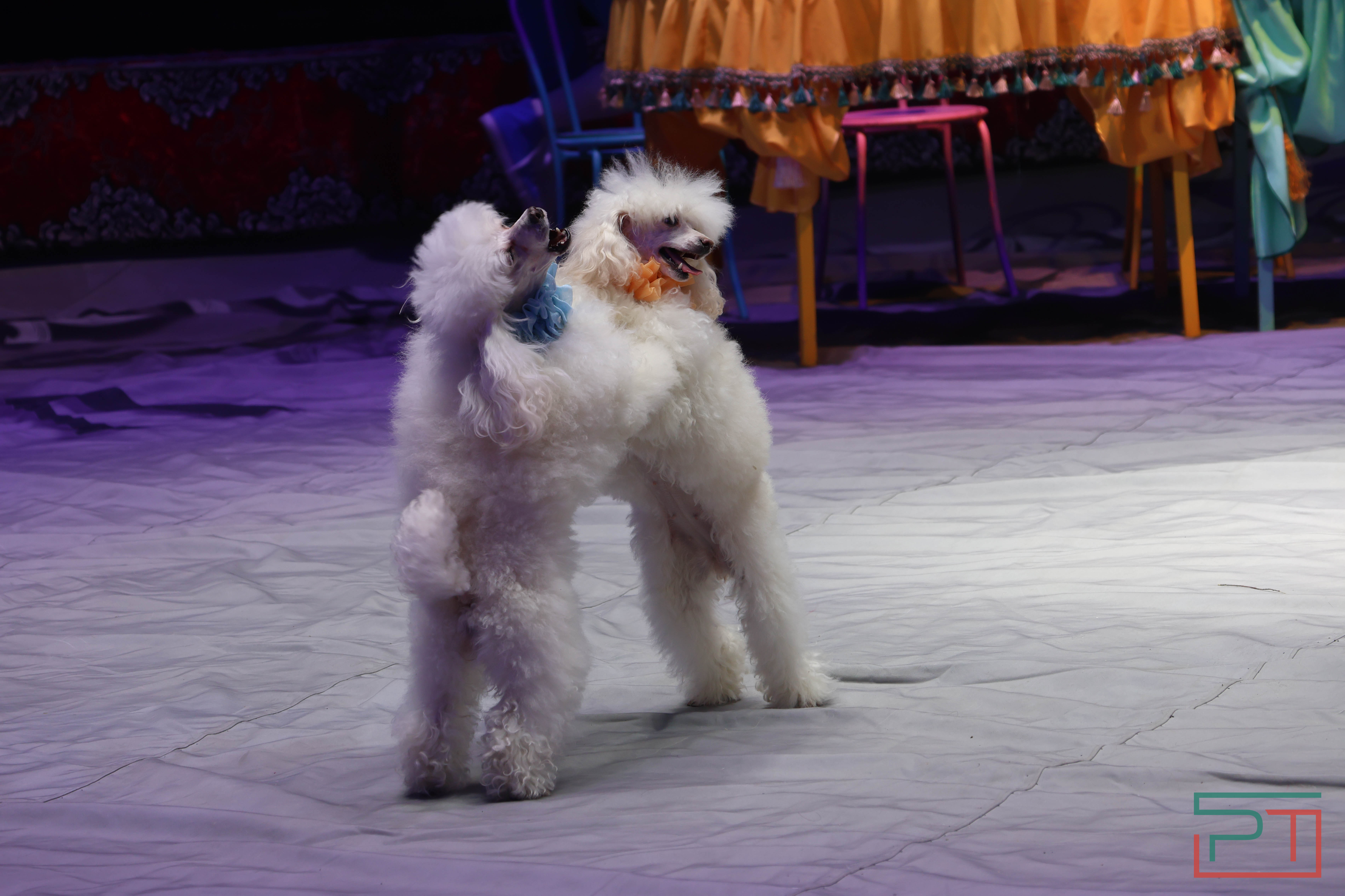 Чудесатая сказка на новый лад: в Казанском цирке состоялась премьера новогоднего шоу «Лабиринт»