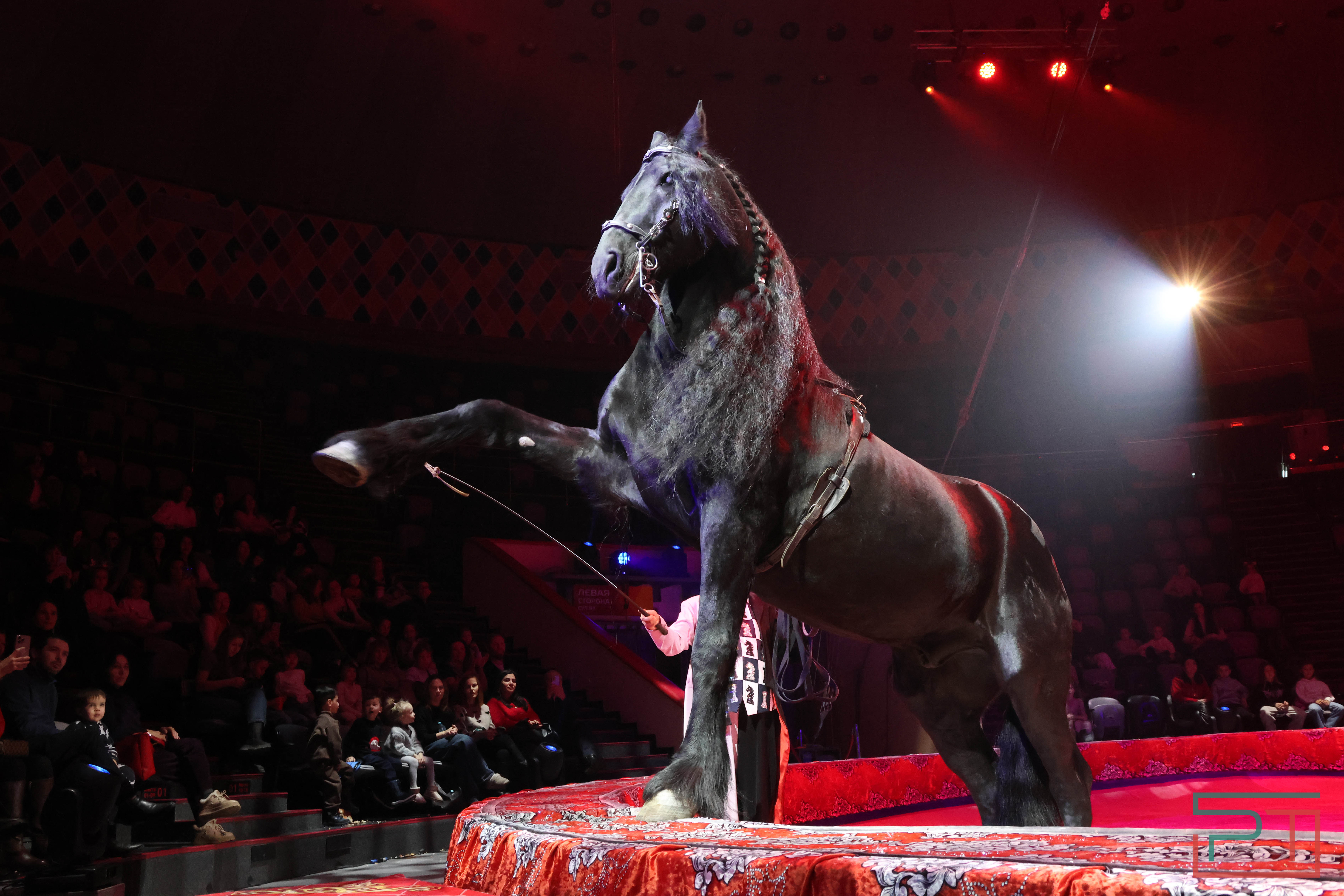 Чудесатая сказка на новый лад: в Казанском цирке состоялась премьера новогоднего шоу «Лабиринт»
