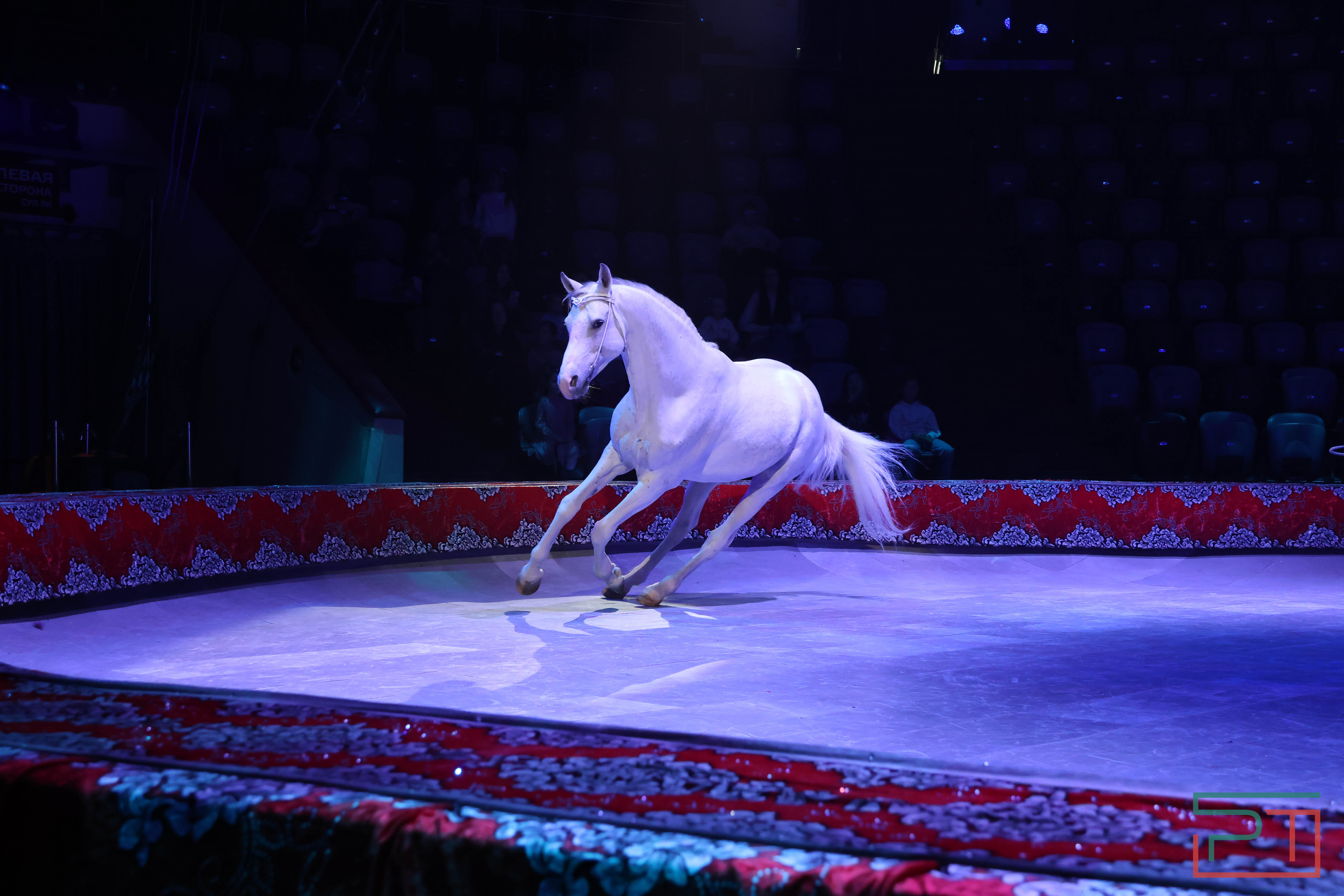 Чудесатая сказка на новый лад: в Казанском цирке состоялась премьера новогоднего шоу «Лабиринт»