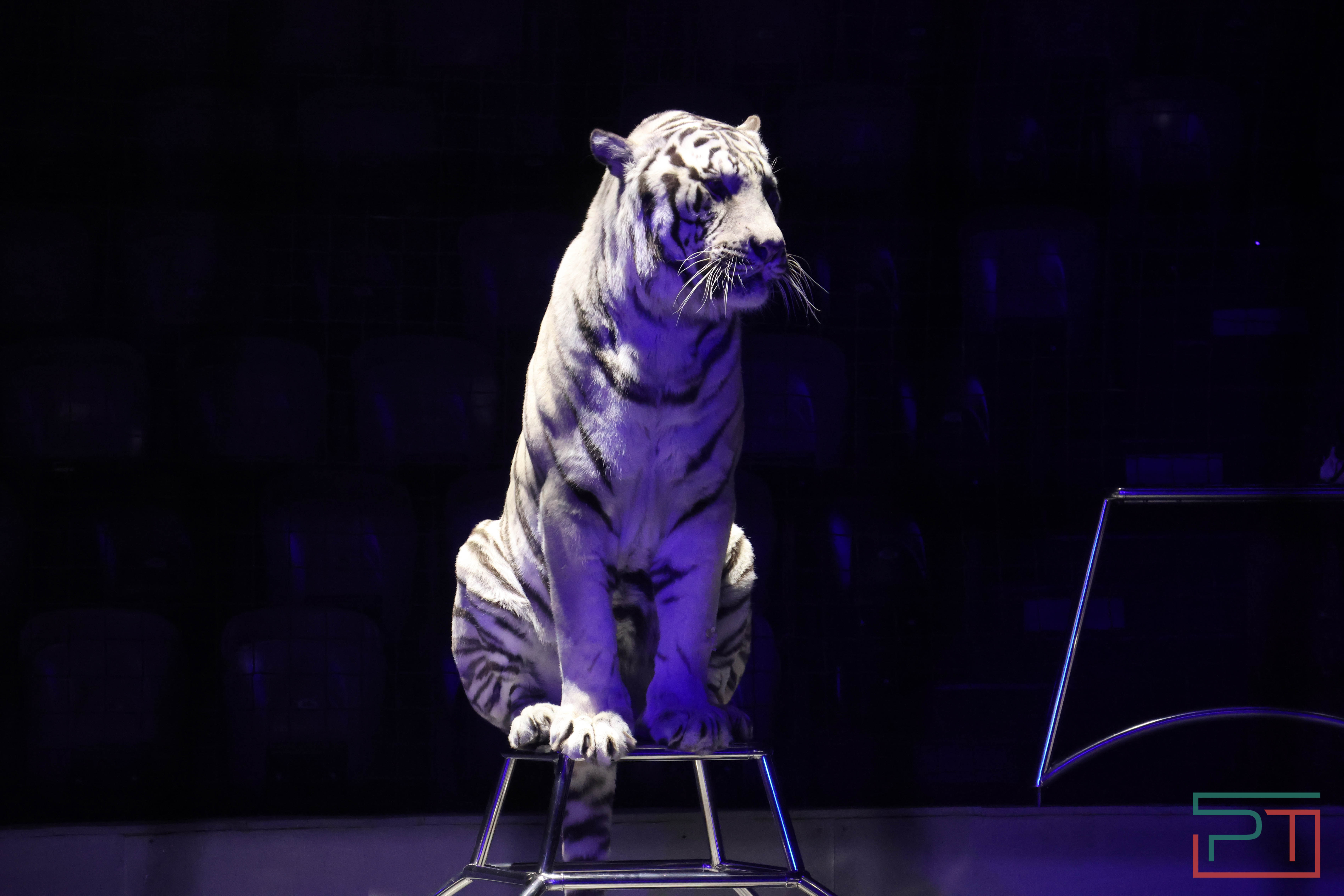 Чудесатая сказка на новый лад: в Казанском цирке состоялась премьера новогоднего шоу «Лабиринт»