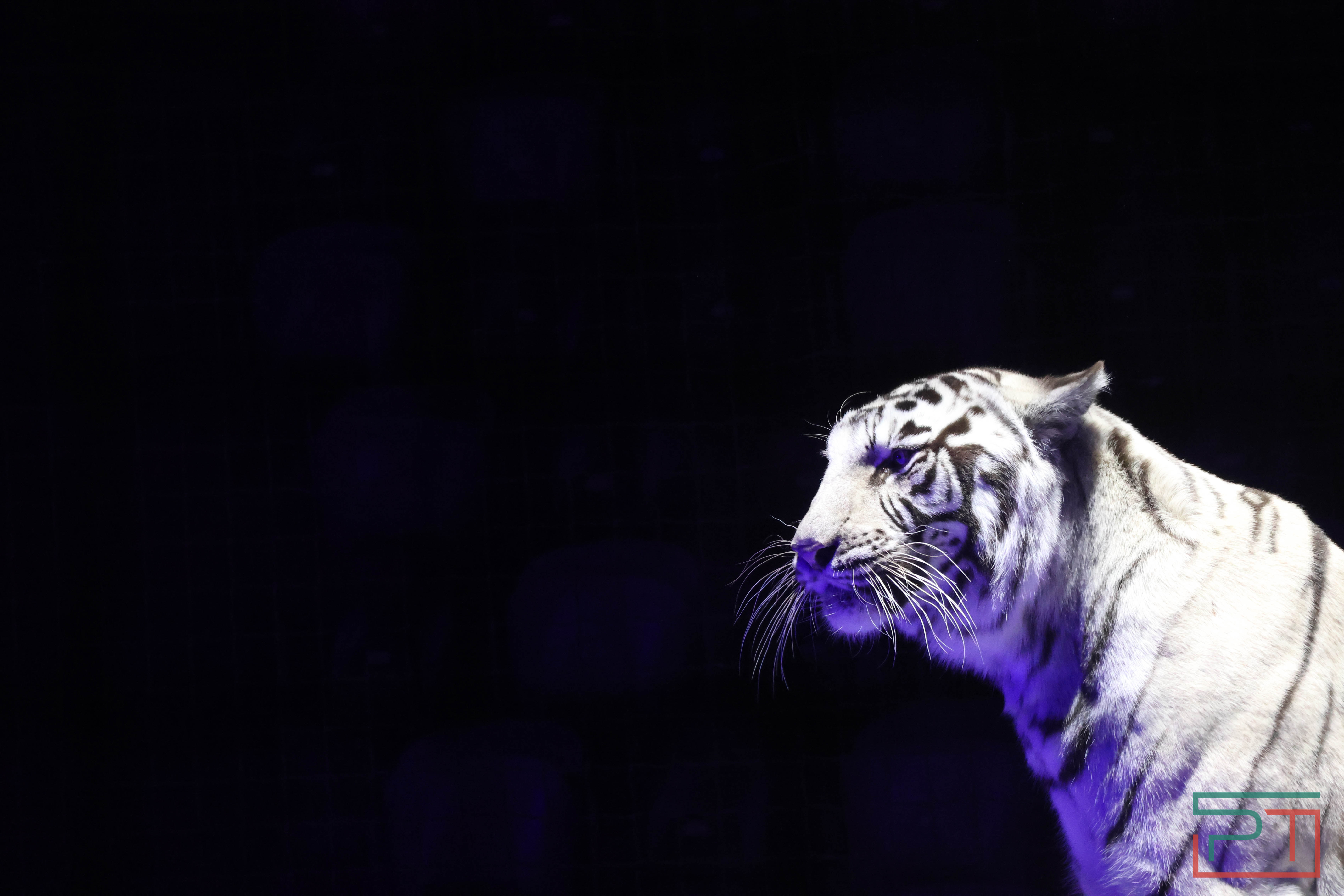 Чудесатая сказка на новый лад: в Казанском цирке состоялась премьера новогоднего шоу «Лабиринт»