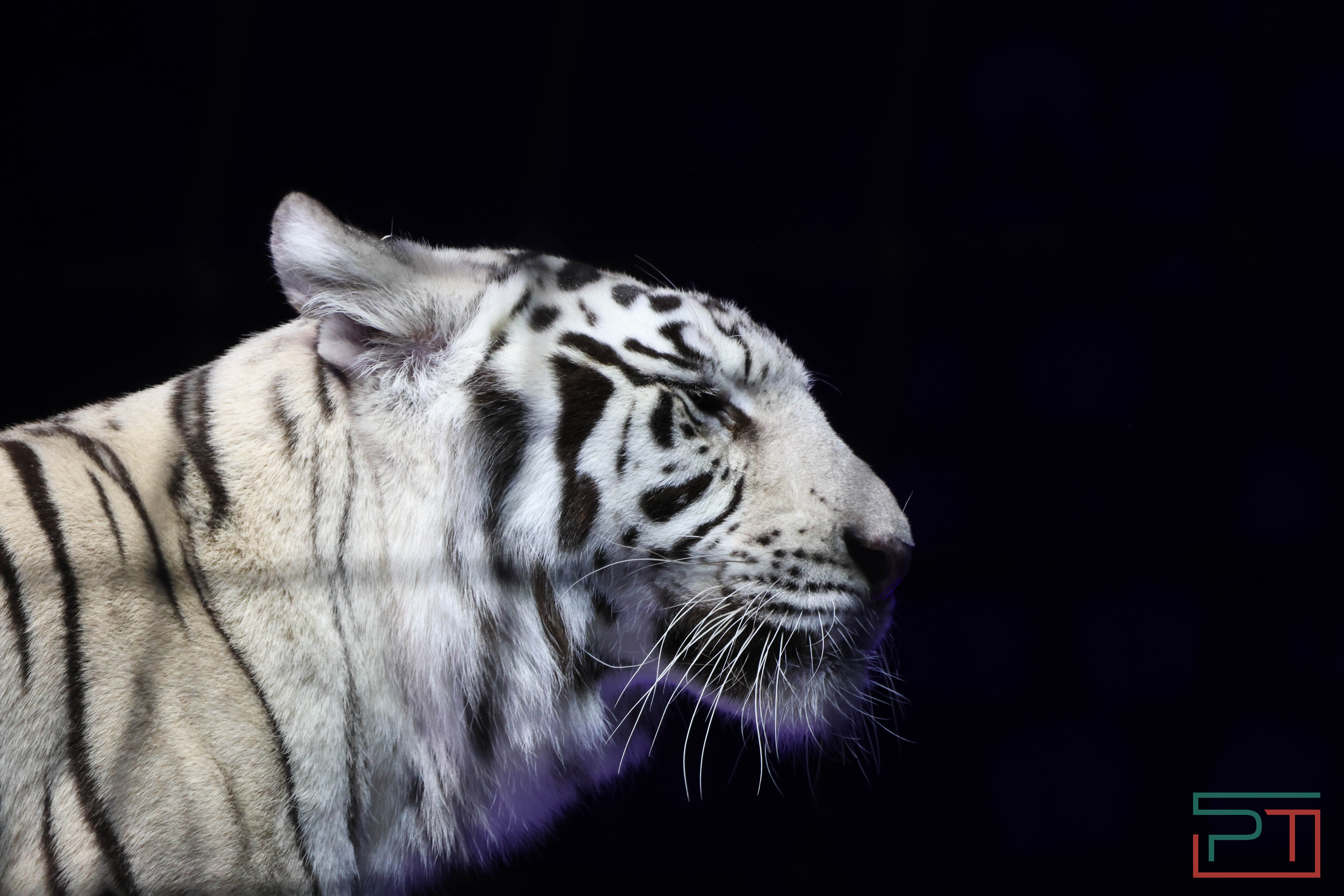 Чудесатая сказка на новый лад: в Казанском цирке состоялась премьера новогоднего шоу «Лабиринт»